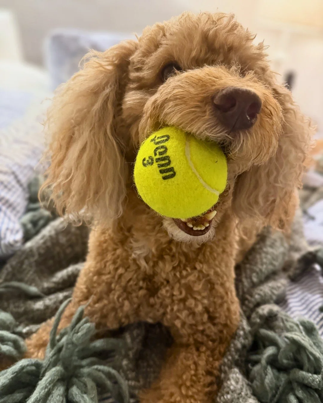 Darby (aka Darbarita) is obsessed! Which toy do you think is her favorite?

-
-
-

#overnightcare #stephscitystrolls #fetch #dogtoys #bostonpetcare