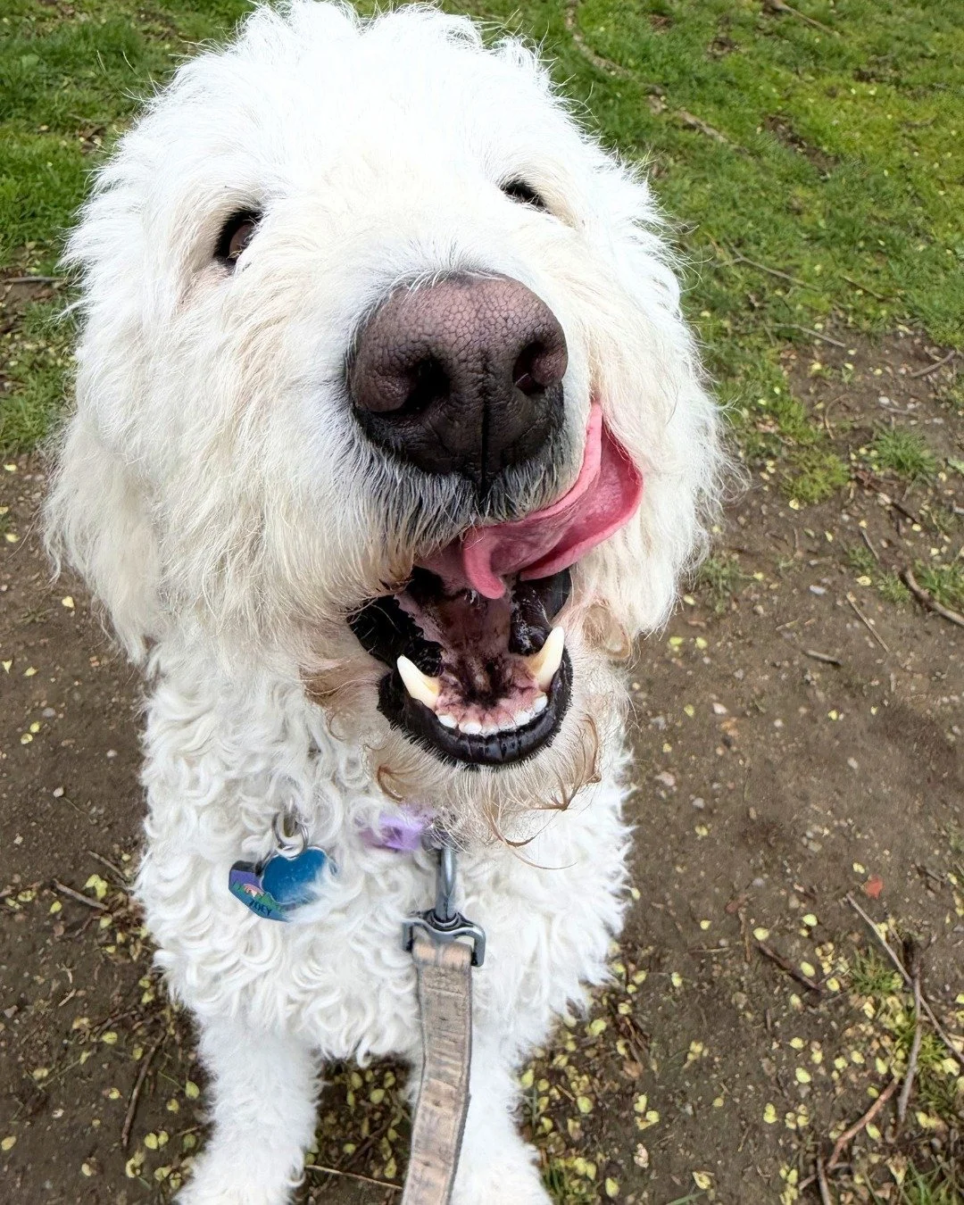 Look, guys! The grass is turning green again! 🥰  @peters_park 

-
-
-

#stephscitystrolls #doodle #peterspark #bostonsouthend #springtime