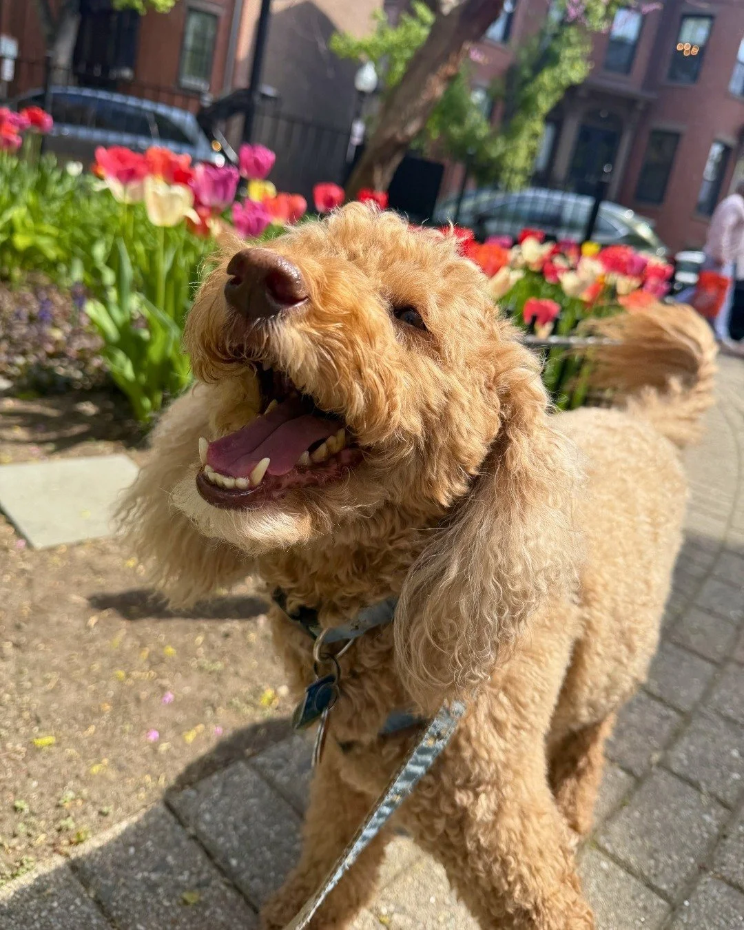 The South End is blooming with tulips, and we&rsquo;ve got the smiles to prove it! 🌷

-
-
-

#stephscitystrolls #southend #tulips #springtime #bostonsouthend
