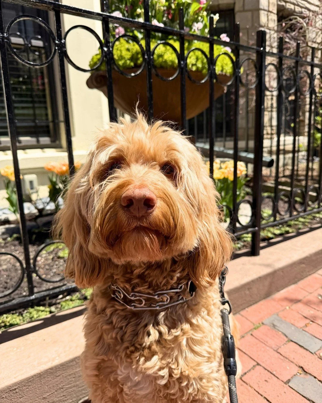 Working hard, or hardly working? With a crew this cute, who knows!

-
-
-

#stephscitystrolls #southend #tulips #springtime #bostonsouthend