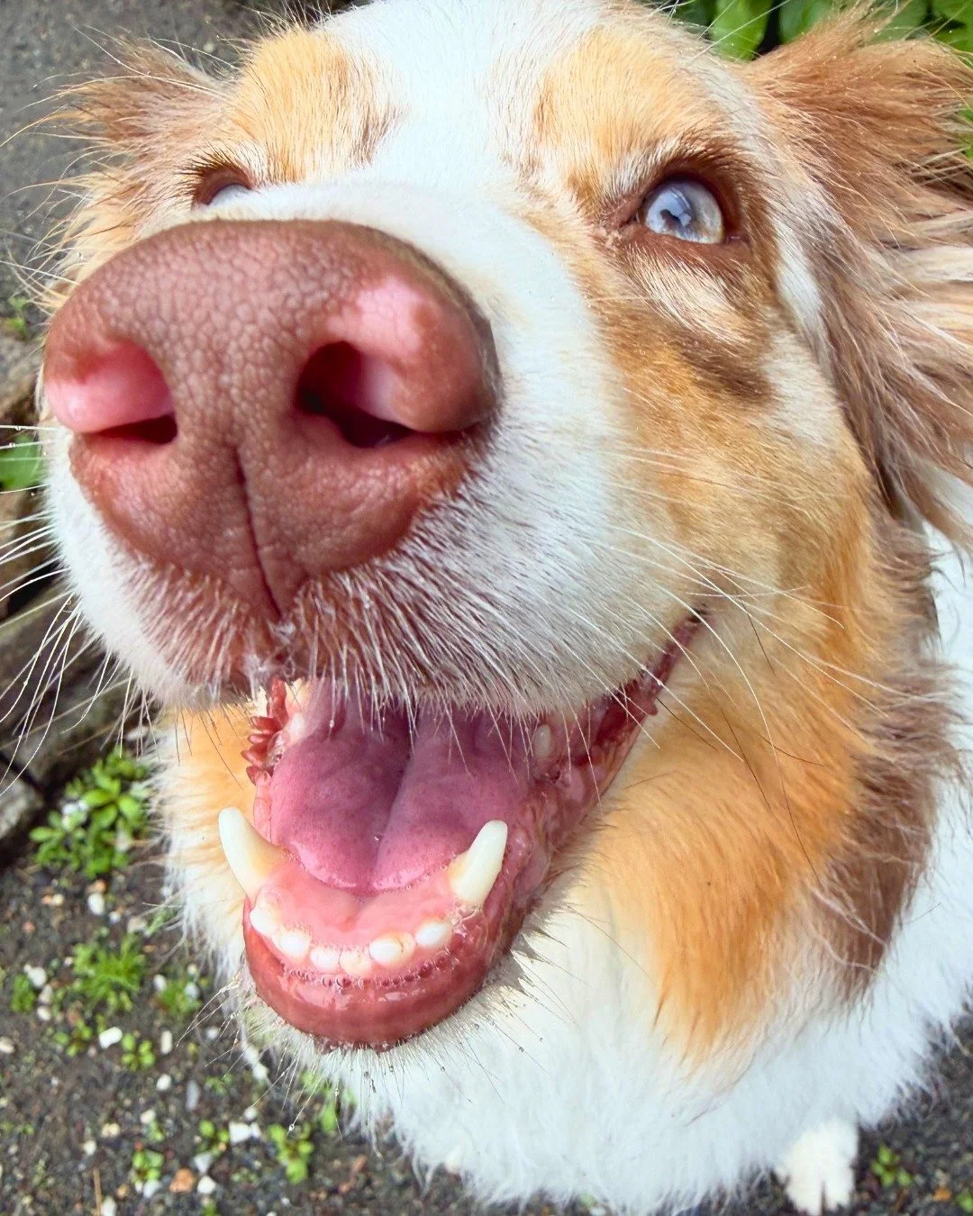 Let&rsquo;s talk about overnight care! 🐾

Going on a ten-day trip or just spending the night away from home? Steph&rsquo;s got you covered with in-home pet sitting. 

For them, it&rsquo;s keeping their routine consistent; for you, it&rsquo;s peace o