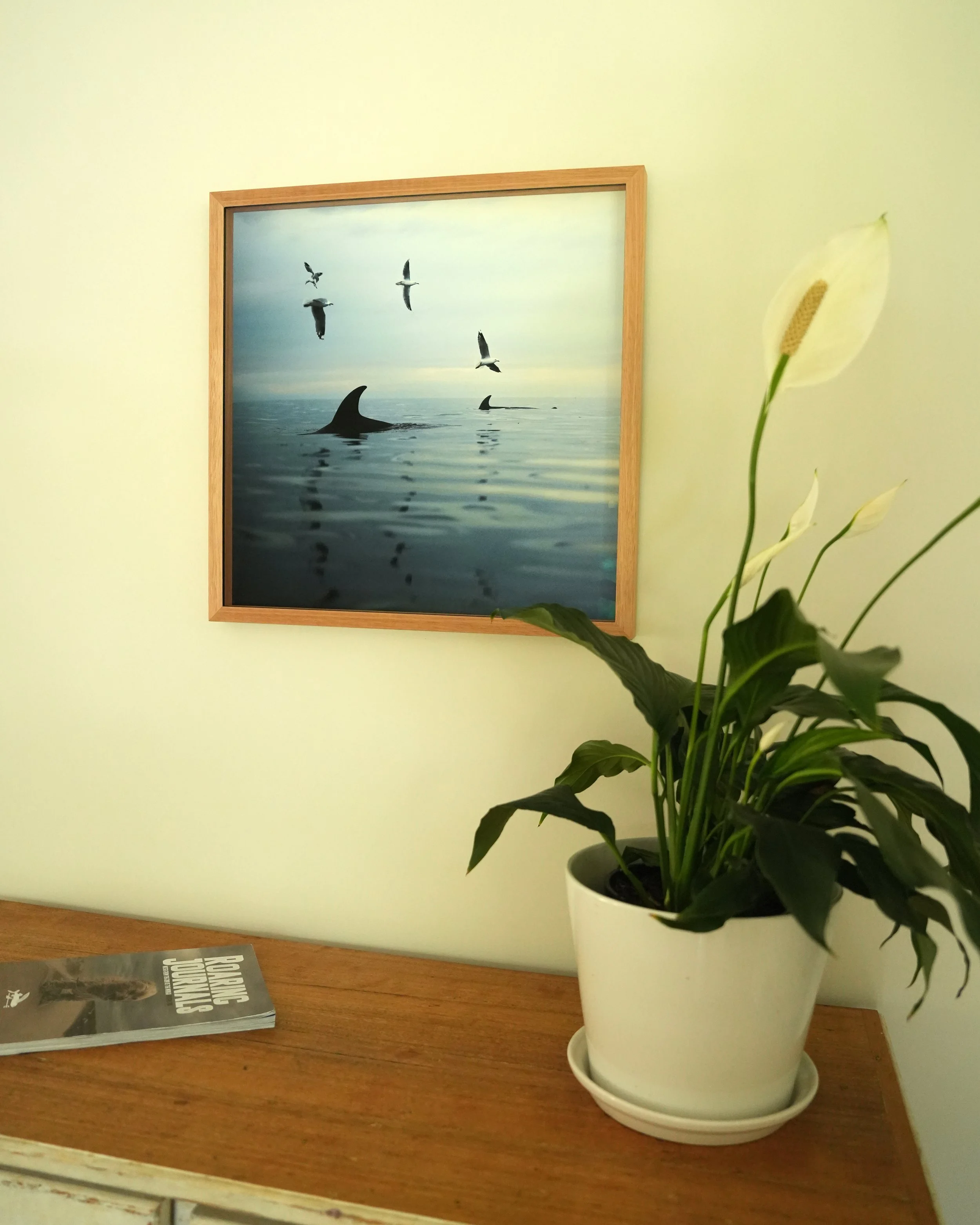 Mt Martha Feeding Frenzy (low res).jpg