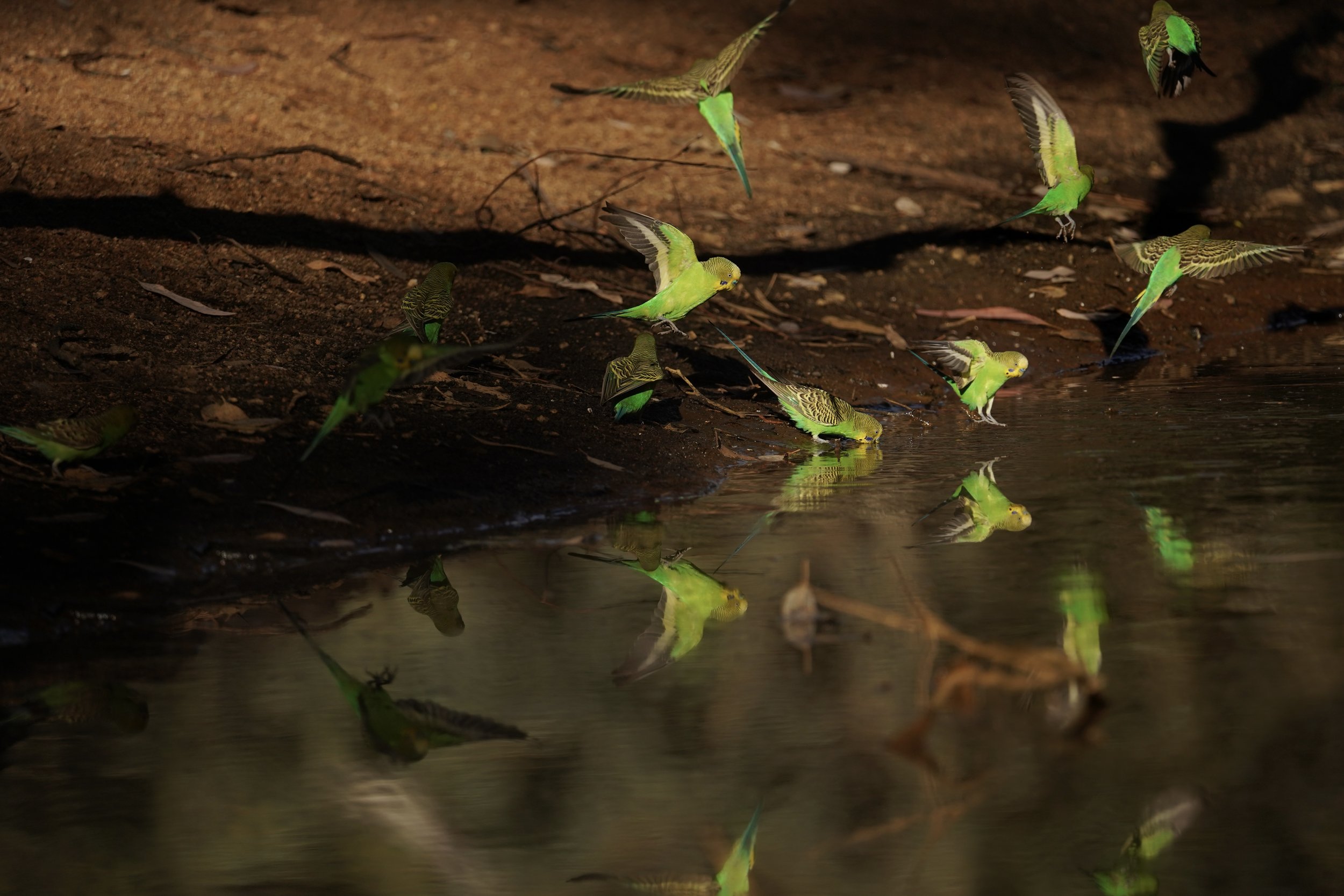 Budgies.jpg