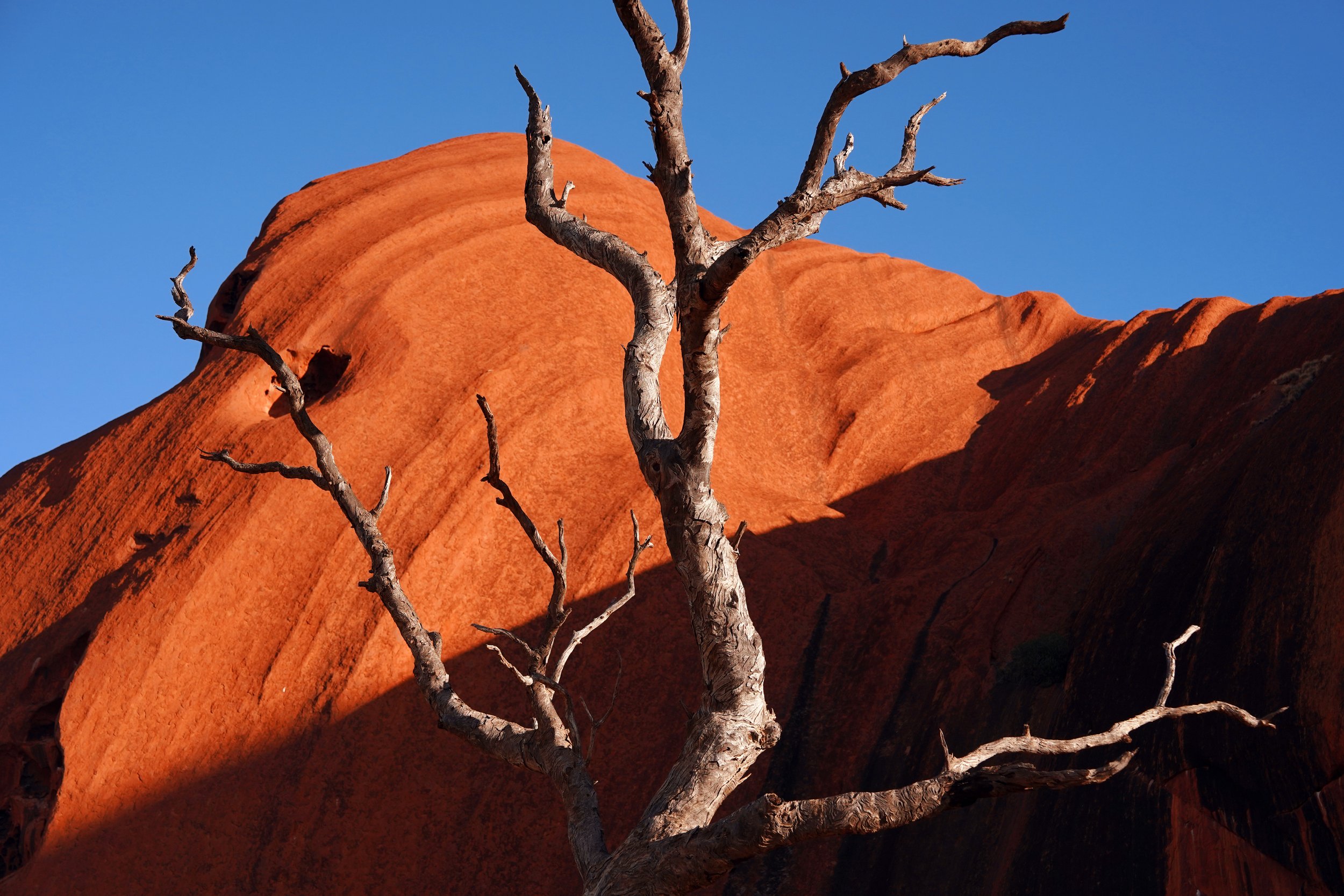 Dead Tree Uluru.jpg