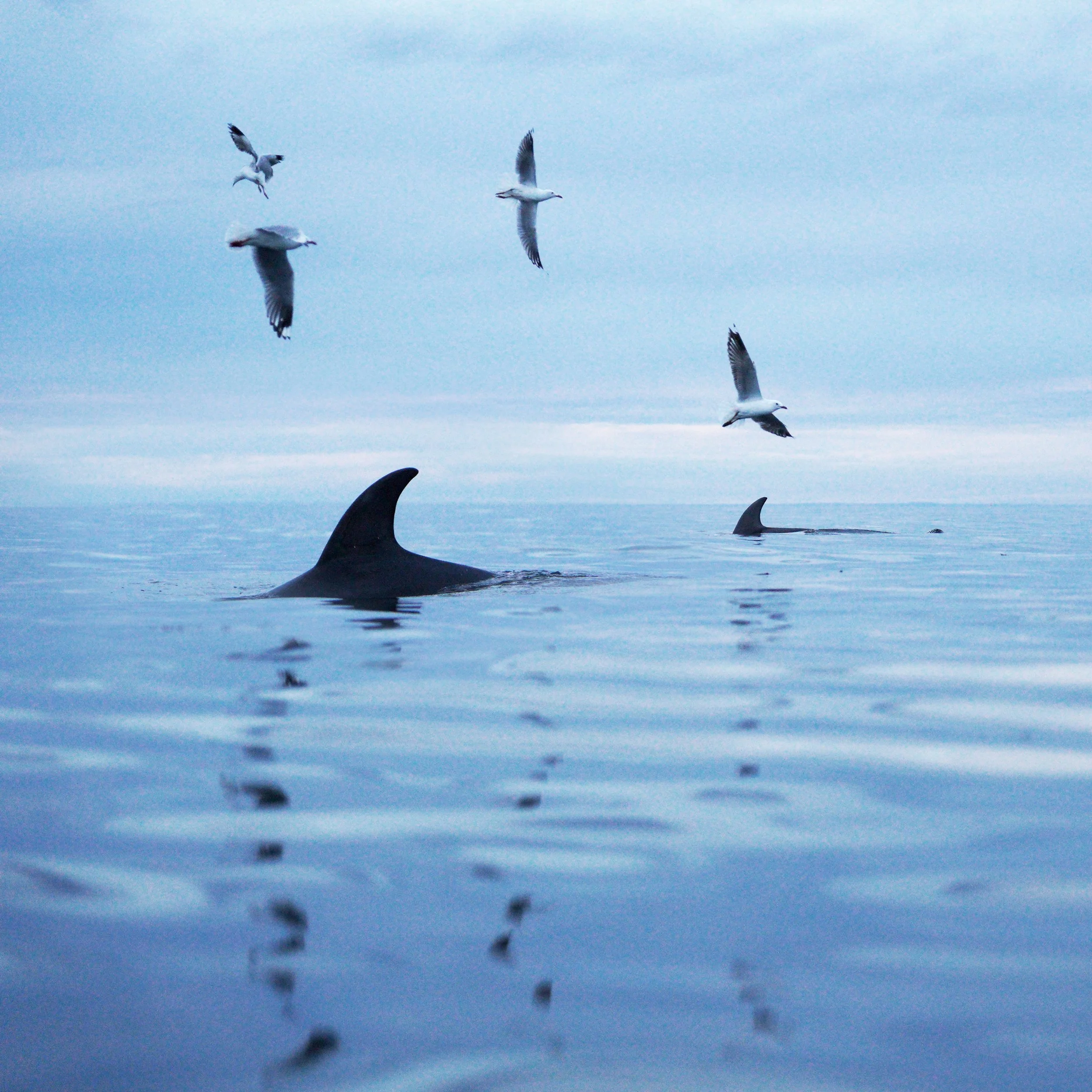 MMDolphins.jpg