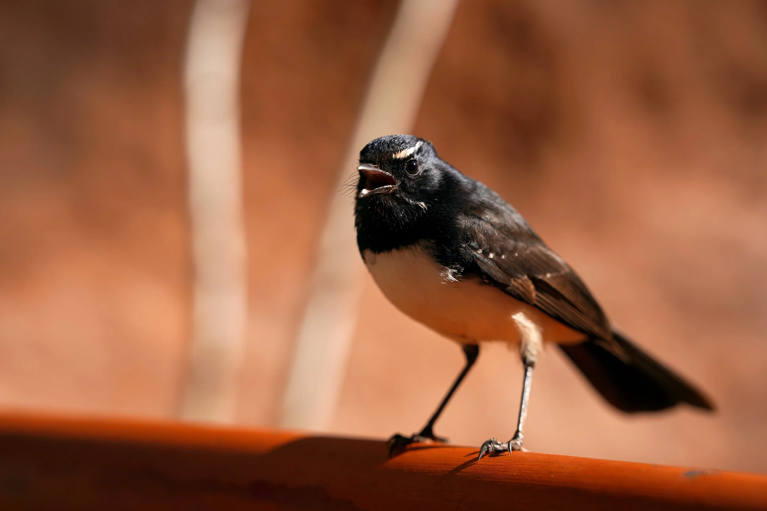 Uluru Wag.jpg