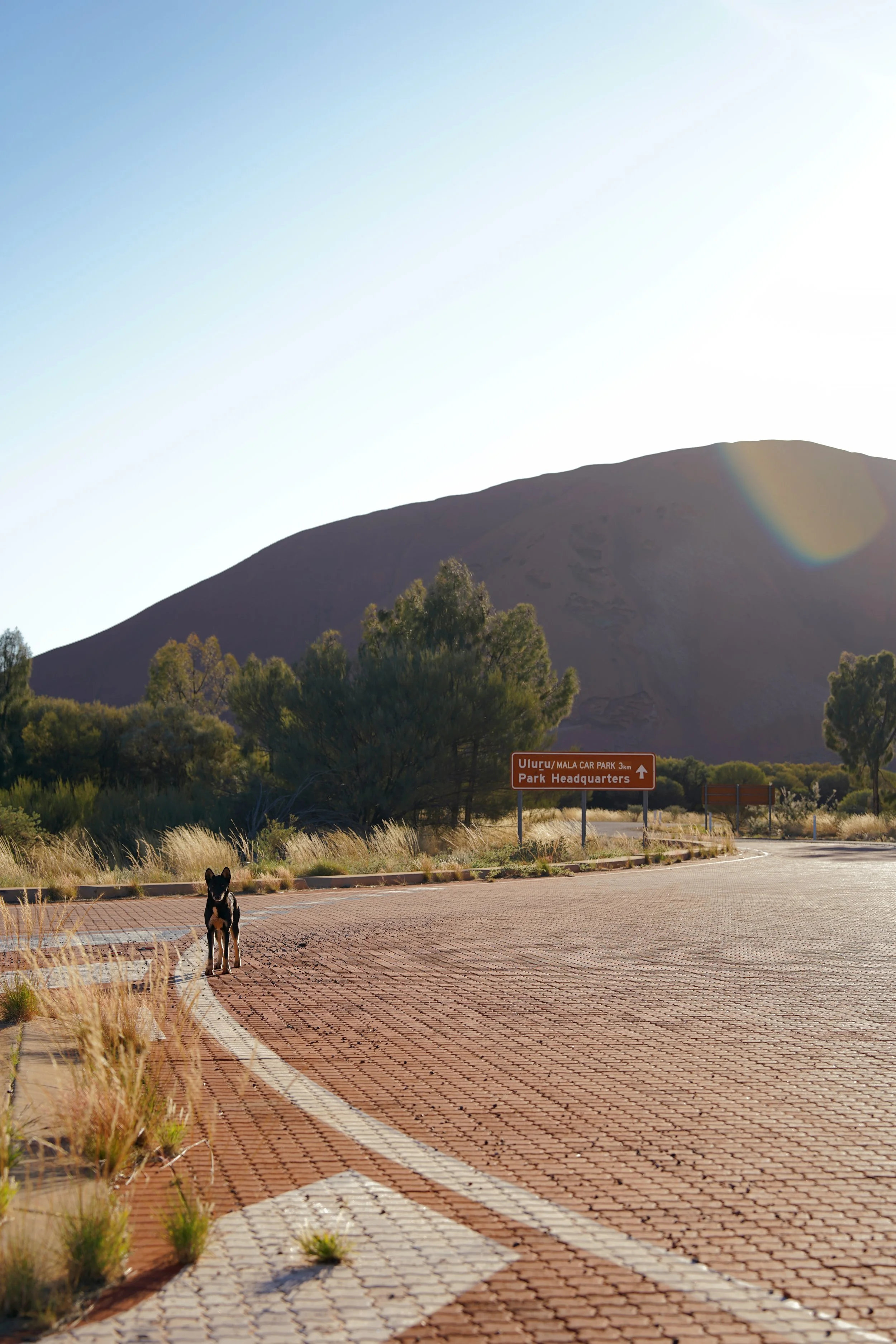 Uluru Dingo.jpg