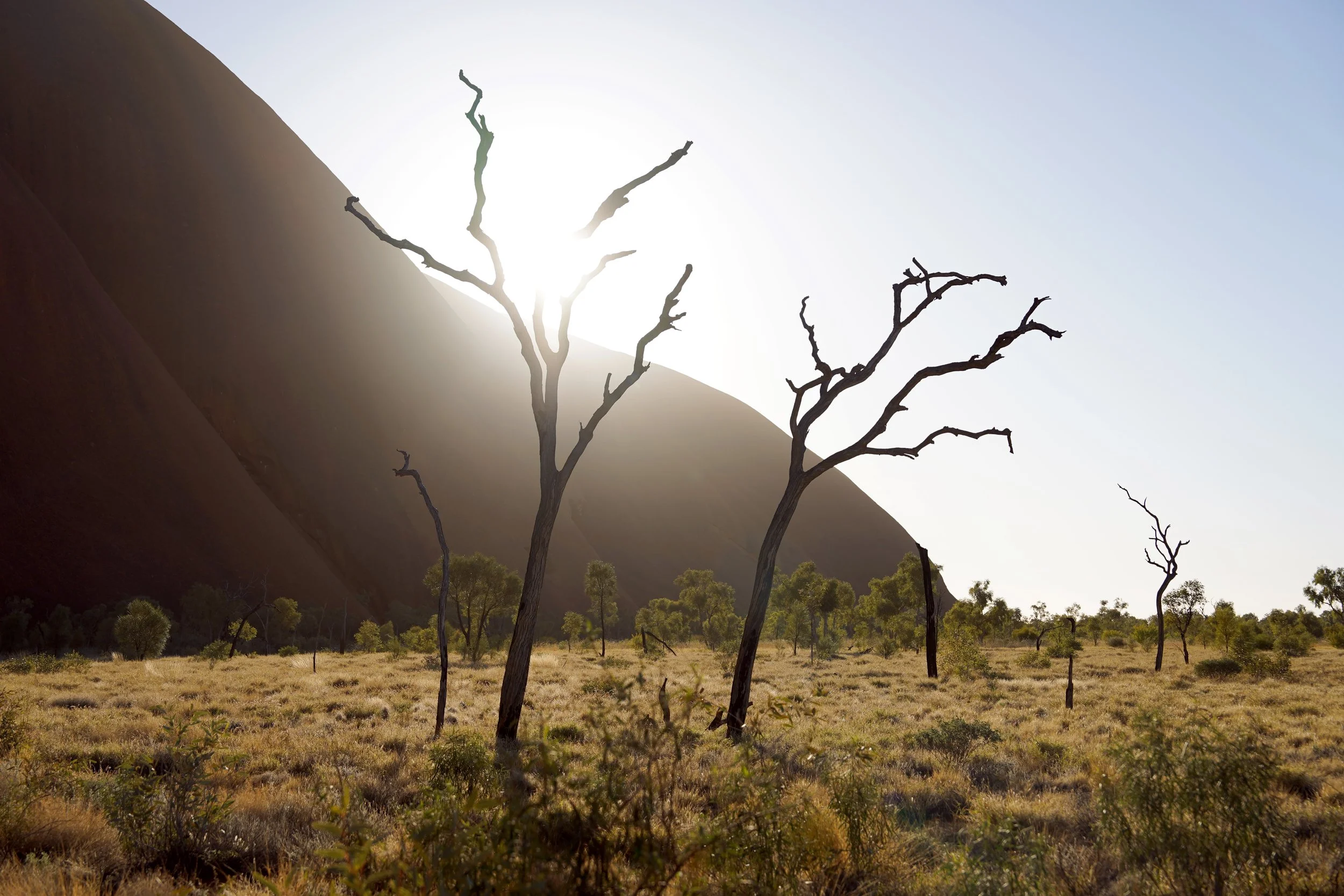 Uluru Trees.jpg