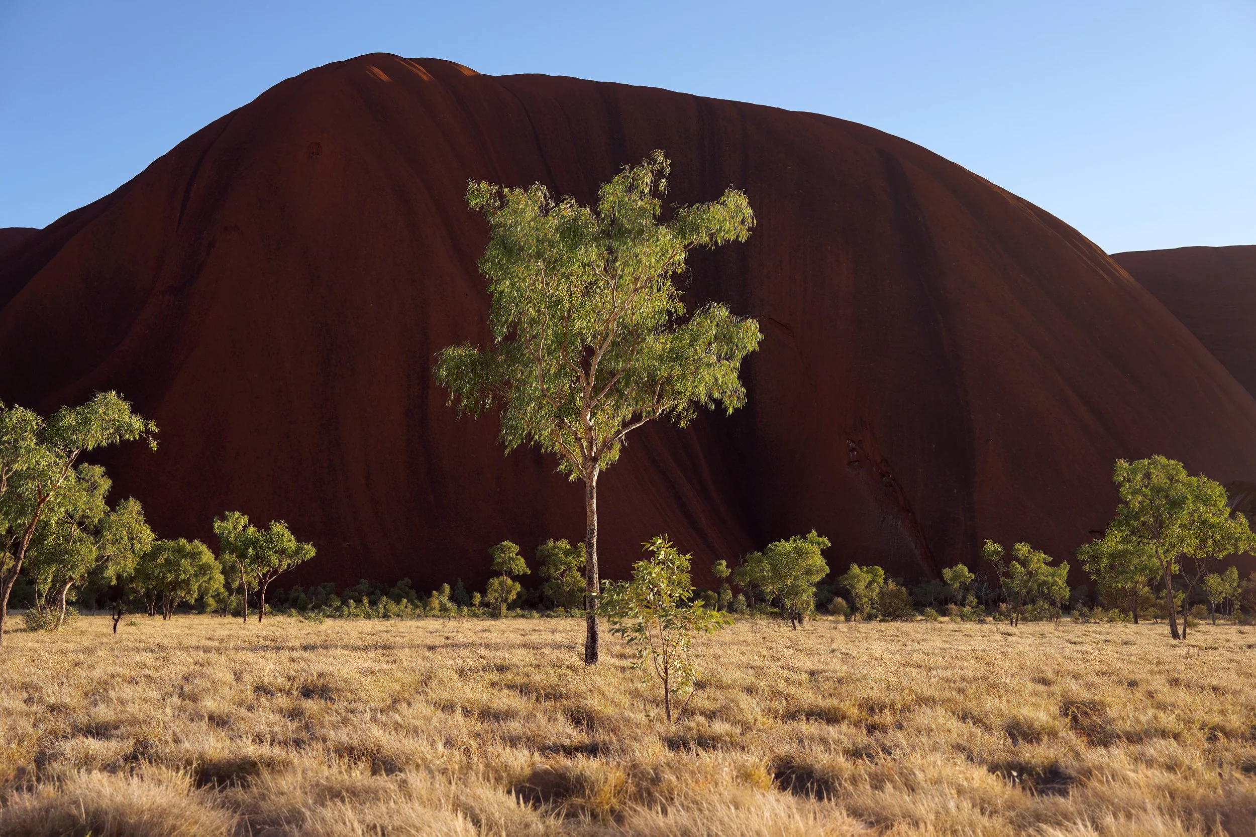 Uluru Tree 1.jpg