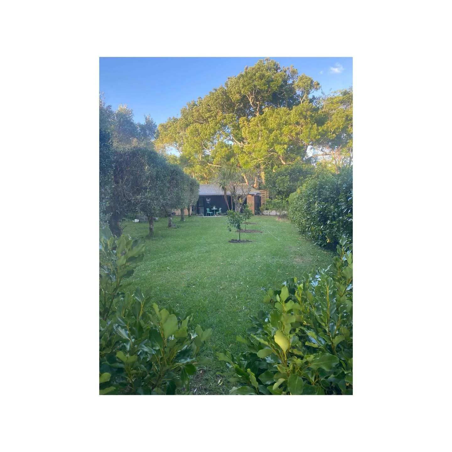 The Garden. Many hours planting for privacy. Eventually the grisilinea hedging and mandarin trees will create a private green oasis. 

#avillagestay #shorttermaccommodation #matakana #matakanavillage #matakanacoast #stayhere #bnb #cottage #airbnb #65