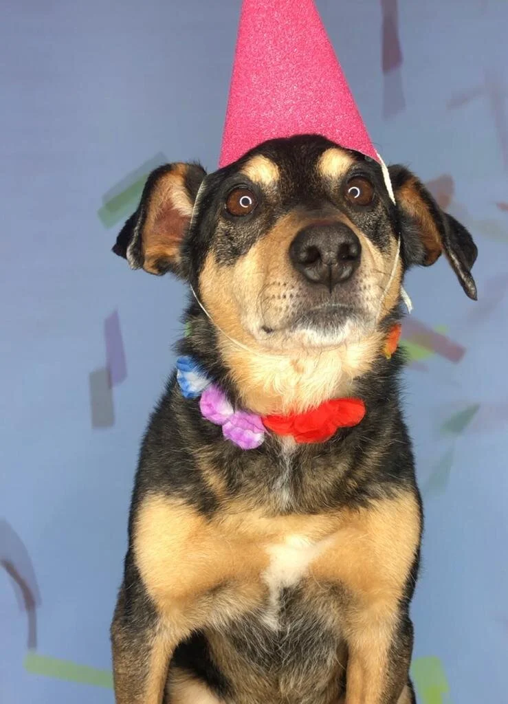 Hipp! Hipp! Huraaa, das personalisierte Geburtstagslied ist da!