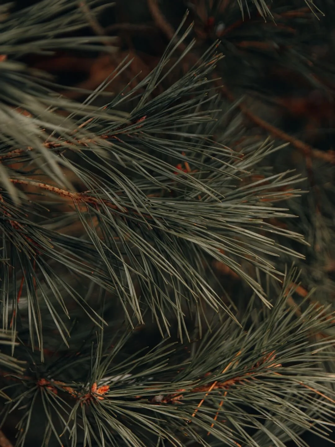 Is it too early for a Pine pre-order? 

#christmastree #pine