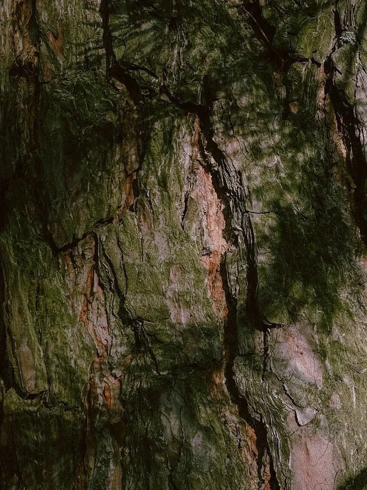 Working on a new scent that&rsquo;s like a stroll through the forest &mdash; fresh pine, smooth cedar, and the quiet magic of Christmas in the air. It&rsquo;s a goodie, will let you know when it&rsquo;s online for purchase.