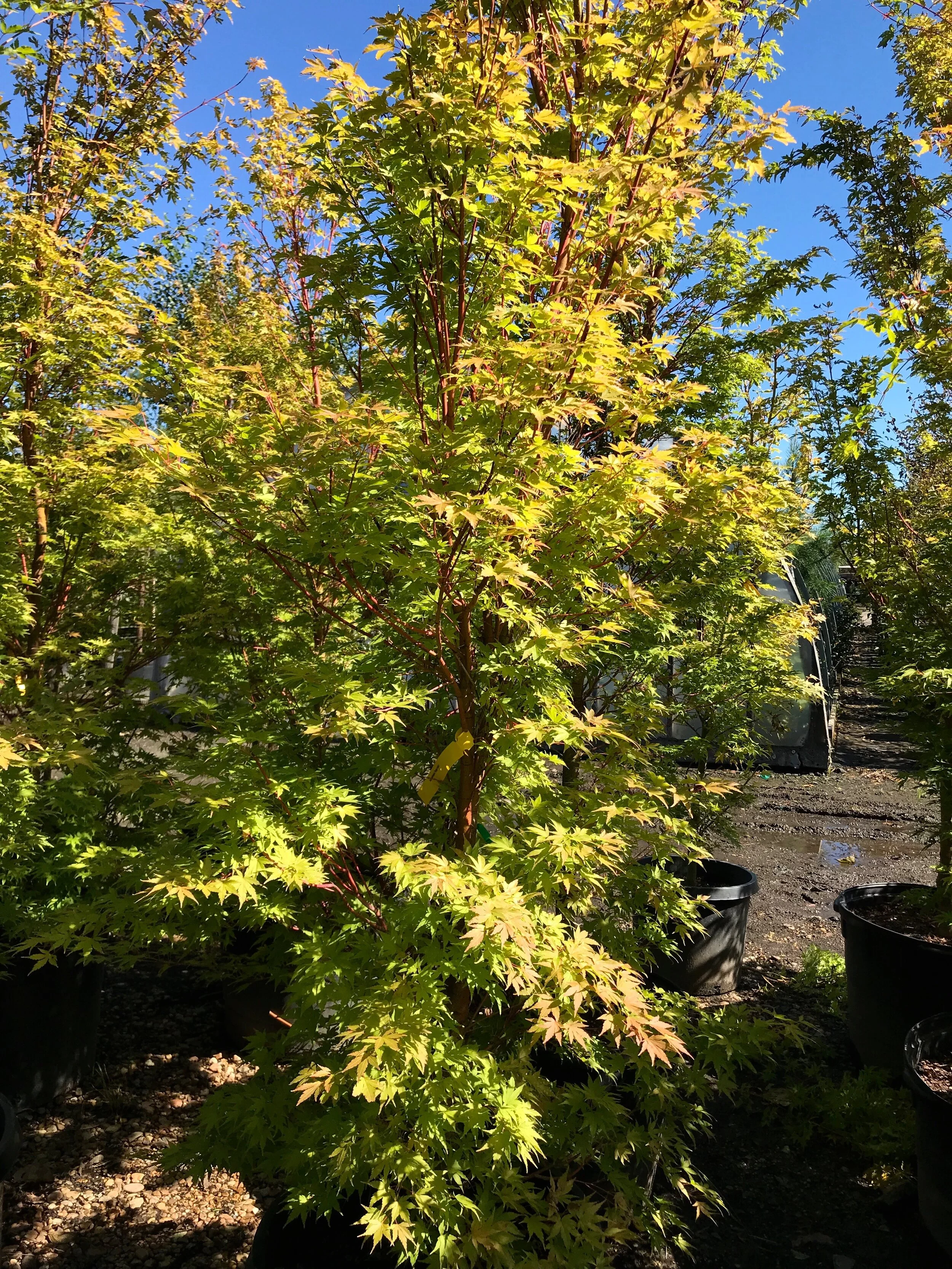 Coral Bark Japanese Maple