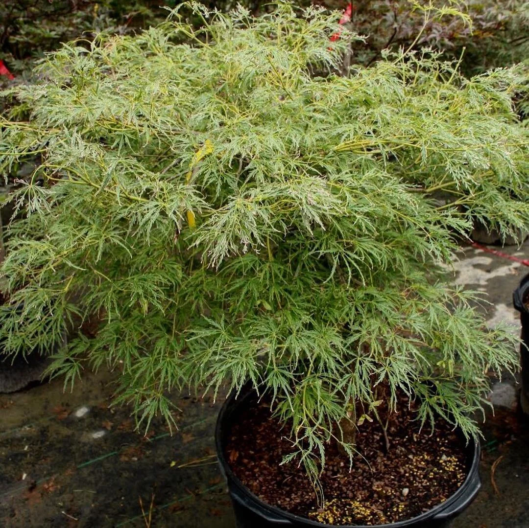 Virdis Japanese Maple
