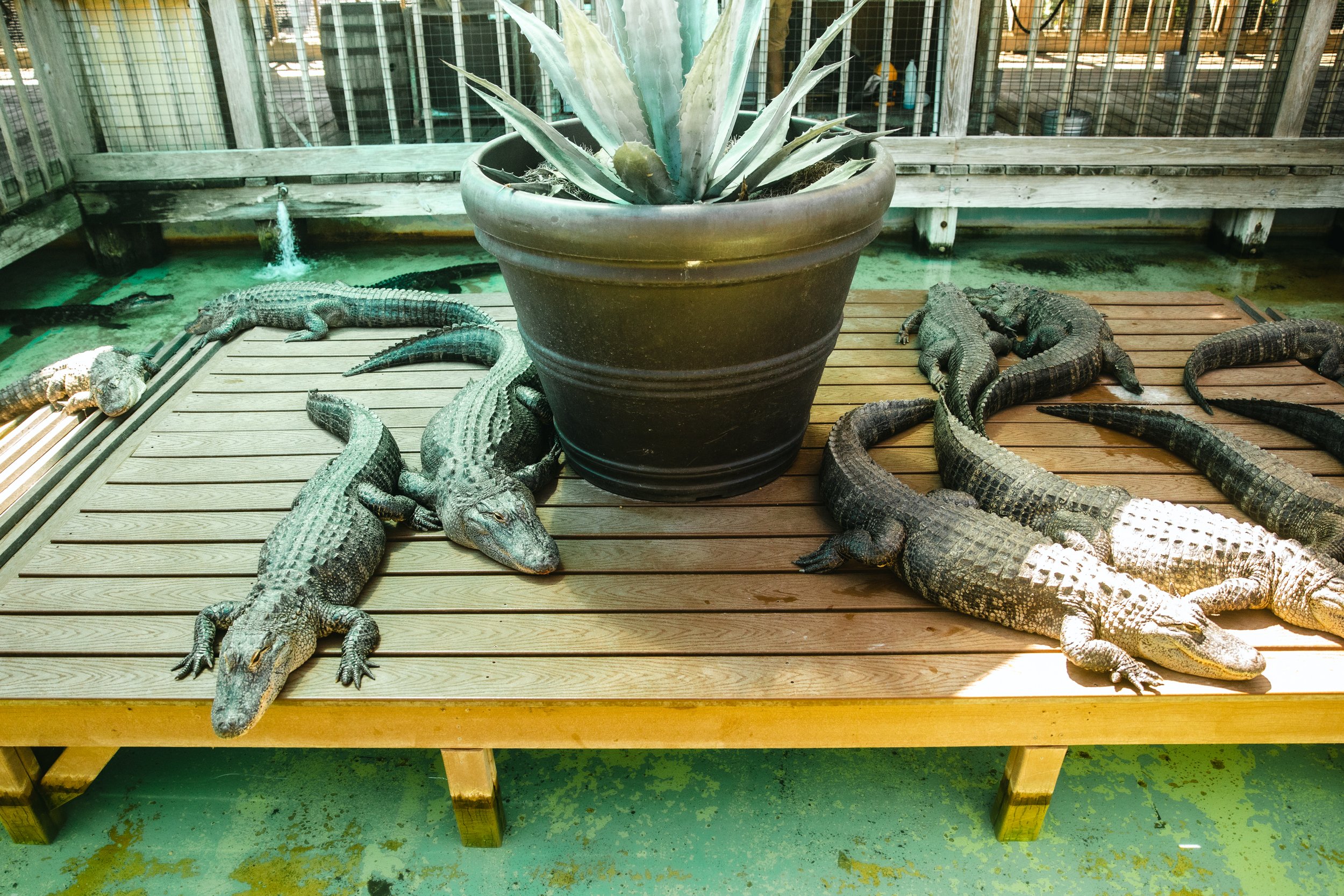 2023_OrlandoFL_Gatorland_NancyDHuynh015.JPG