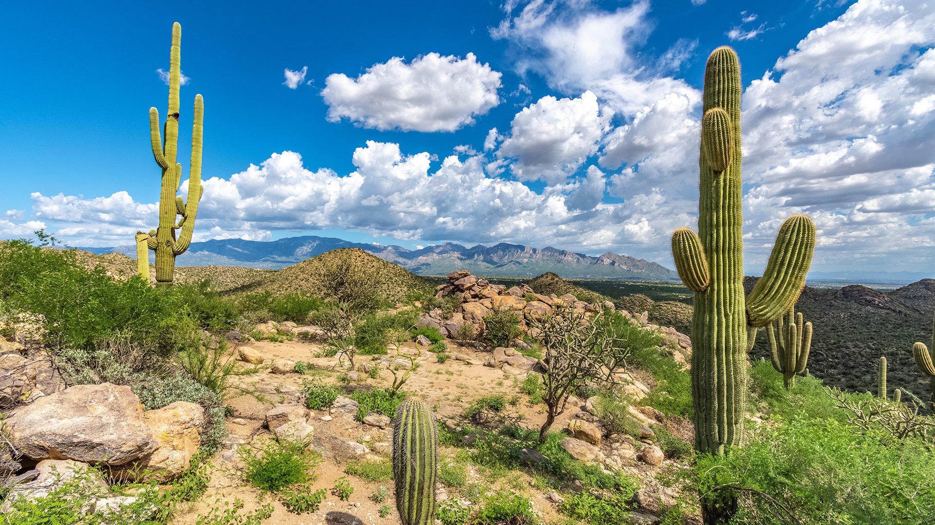 Saguaro Ranch Views