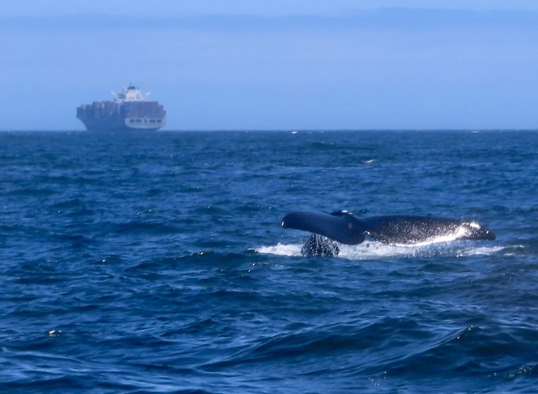 The one with the bonus whale</strong>