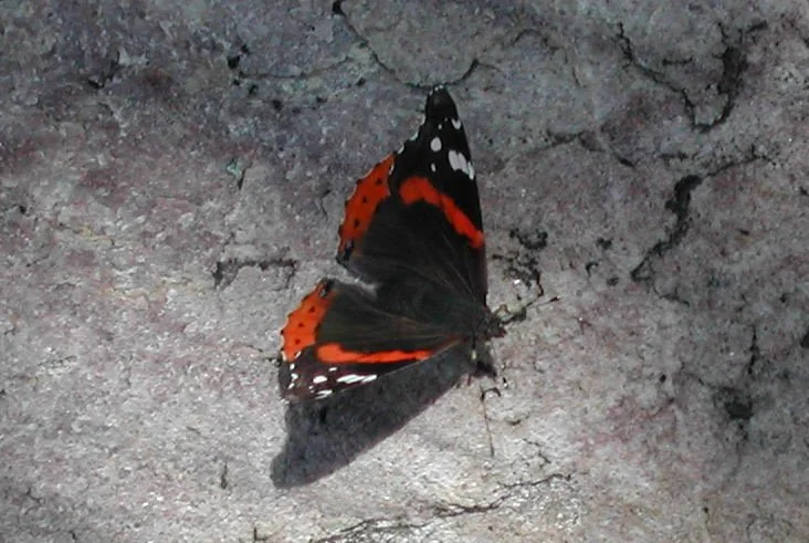 0703 Sugarloaf Butterfly.jpg