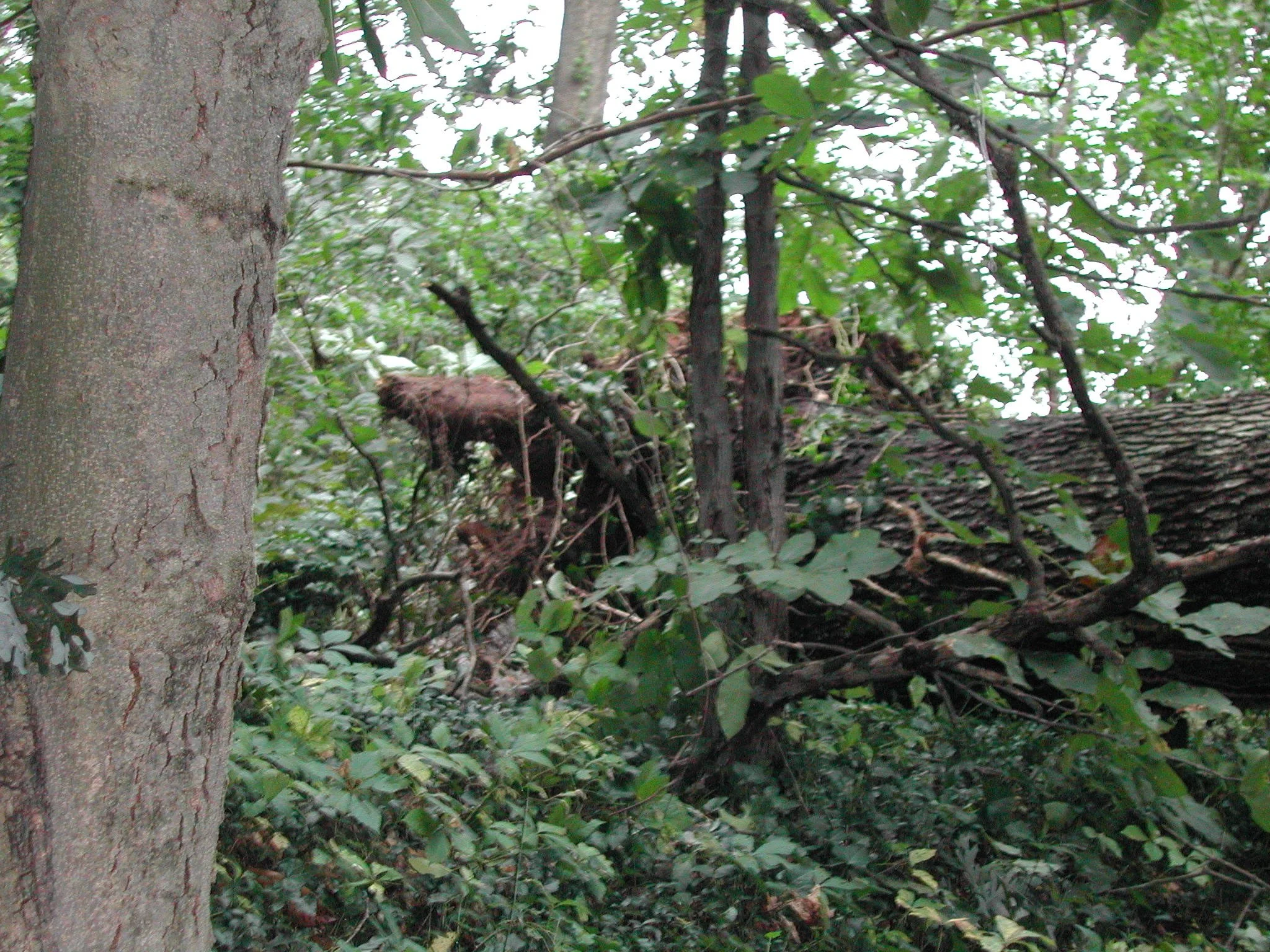 0903 Crathie 5 Hurricane.jpg