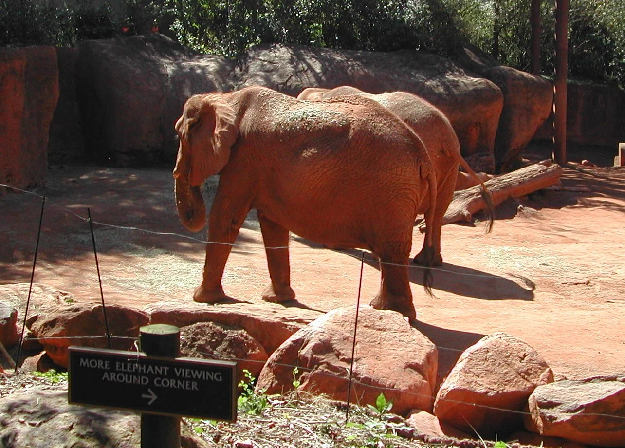 1003 Elephant Atlanta.jpg