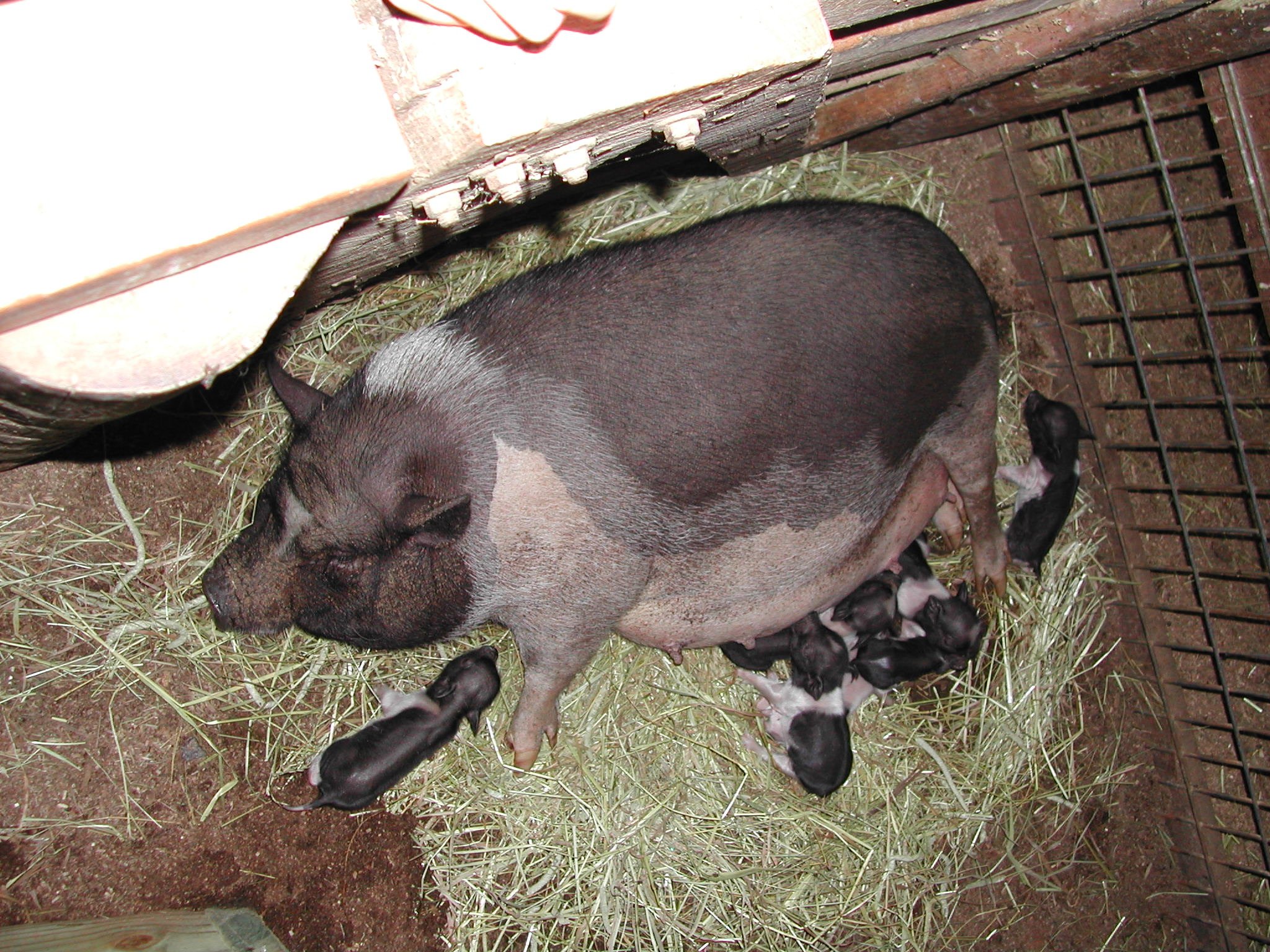 0803 Reston Zoo Pigs.jpg
