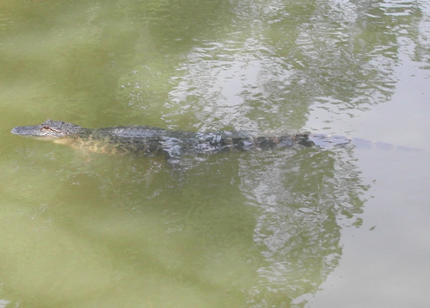 0603 HH Alligator 2.jpg