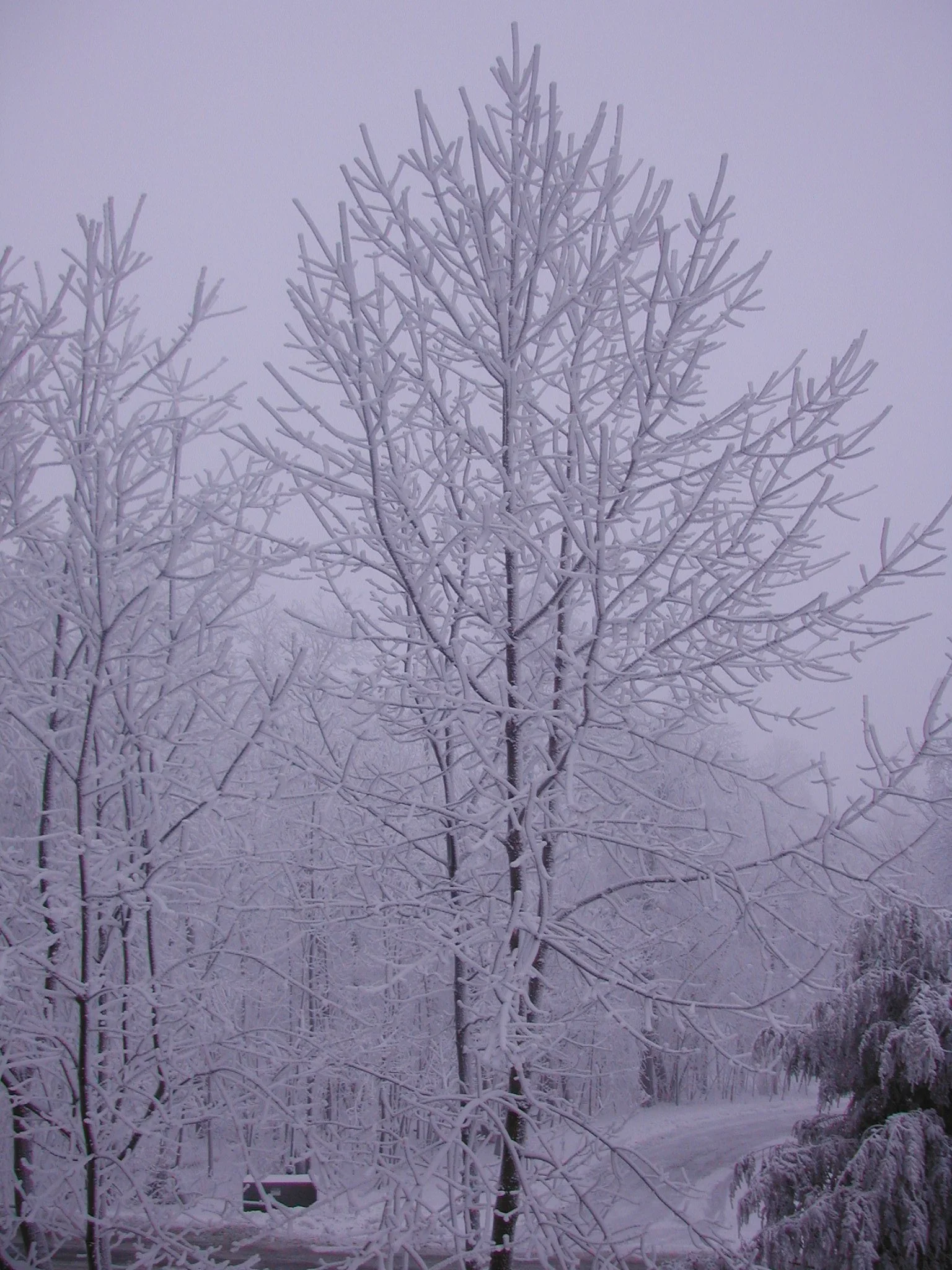 0204 Wintergreen Tree 1.jpg