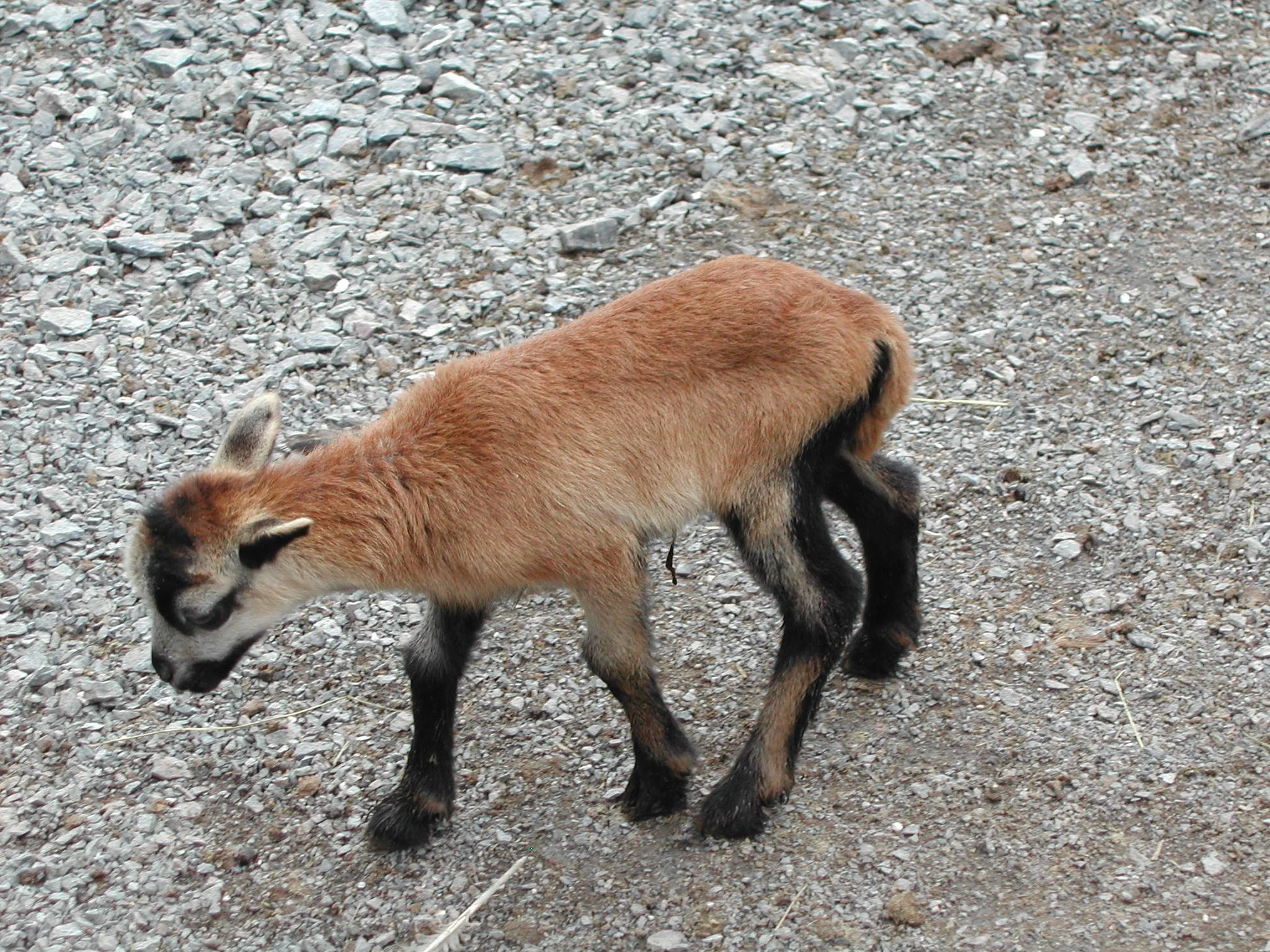 0704 Catoctin Baby Goat.jpg