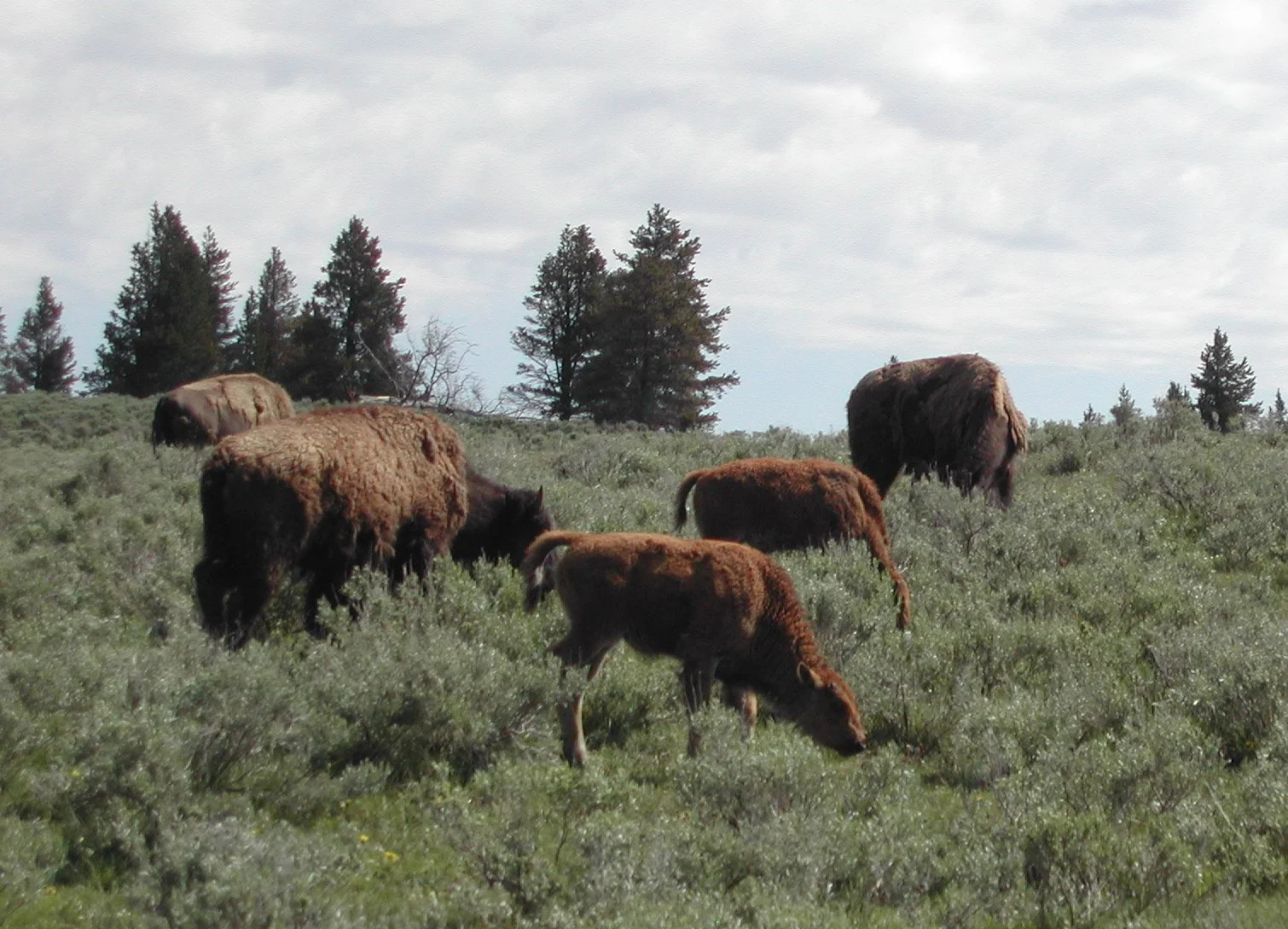 0604 Bison at Hayden Valley 1.jpg