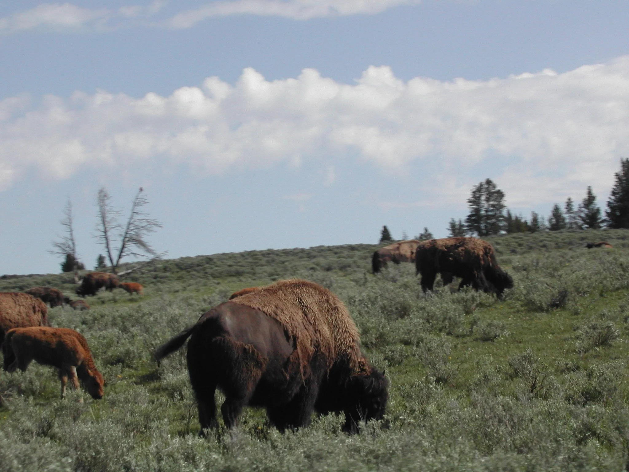 0604 Bison at Yellowstone 2.jpg