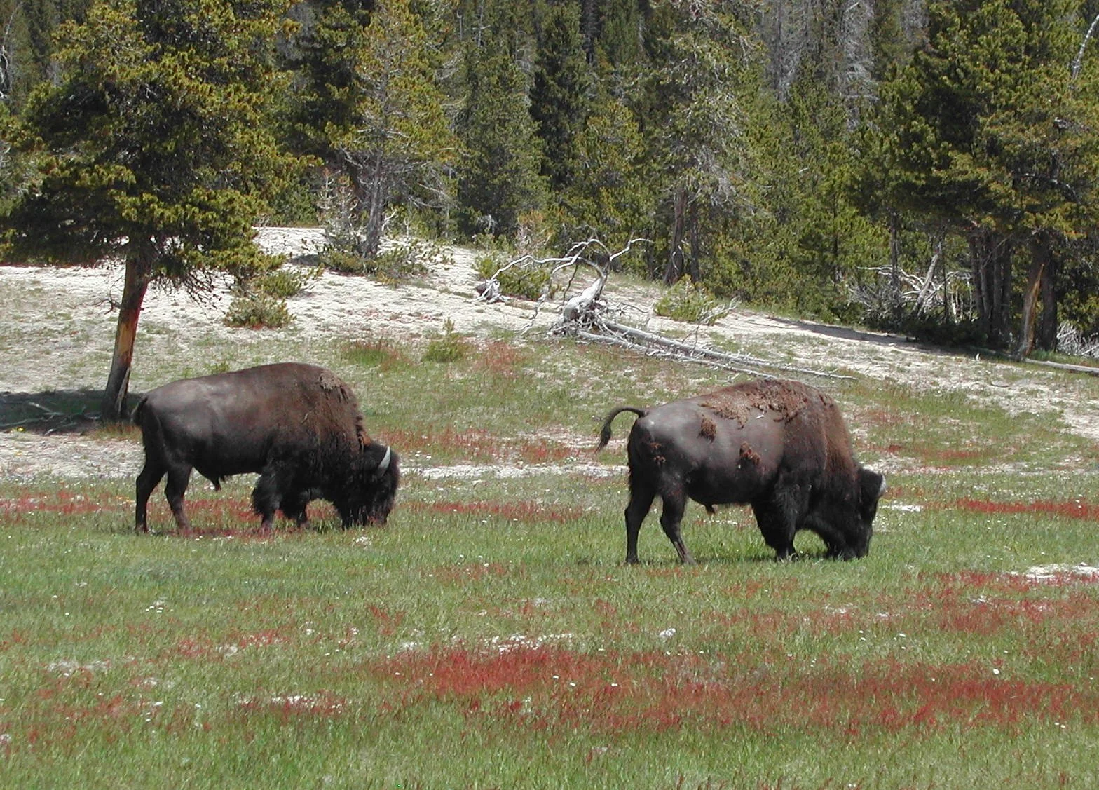0604 Bison at Yellowstone 3.jpg