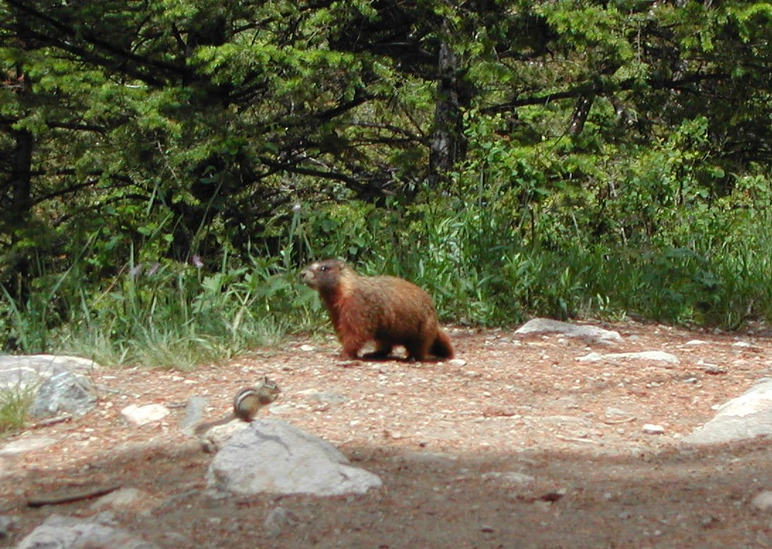 0604 Death Canyon Marmot.jpg