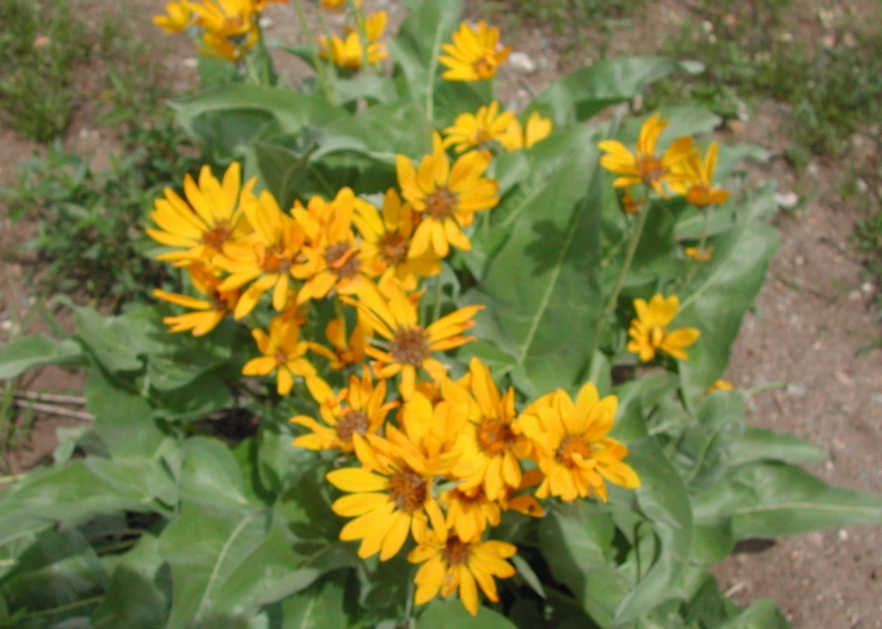 0604 Little Sunflowers.jpg