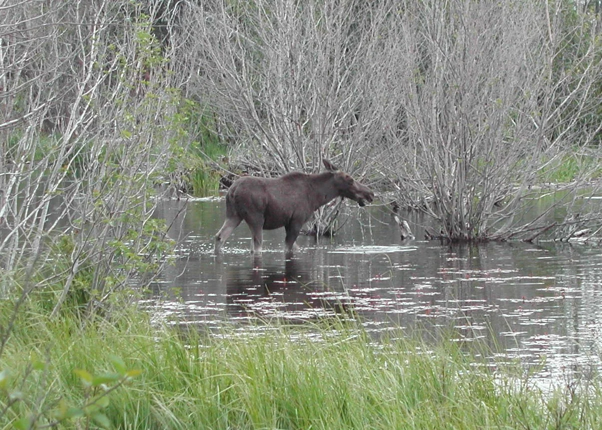 0604 Moose 1.jpg