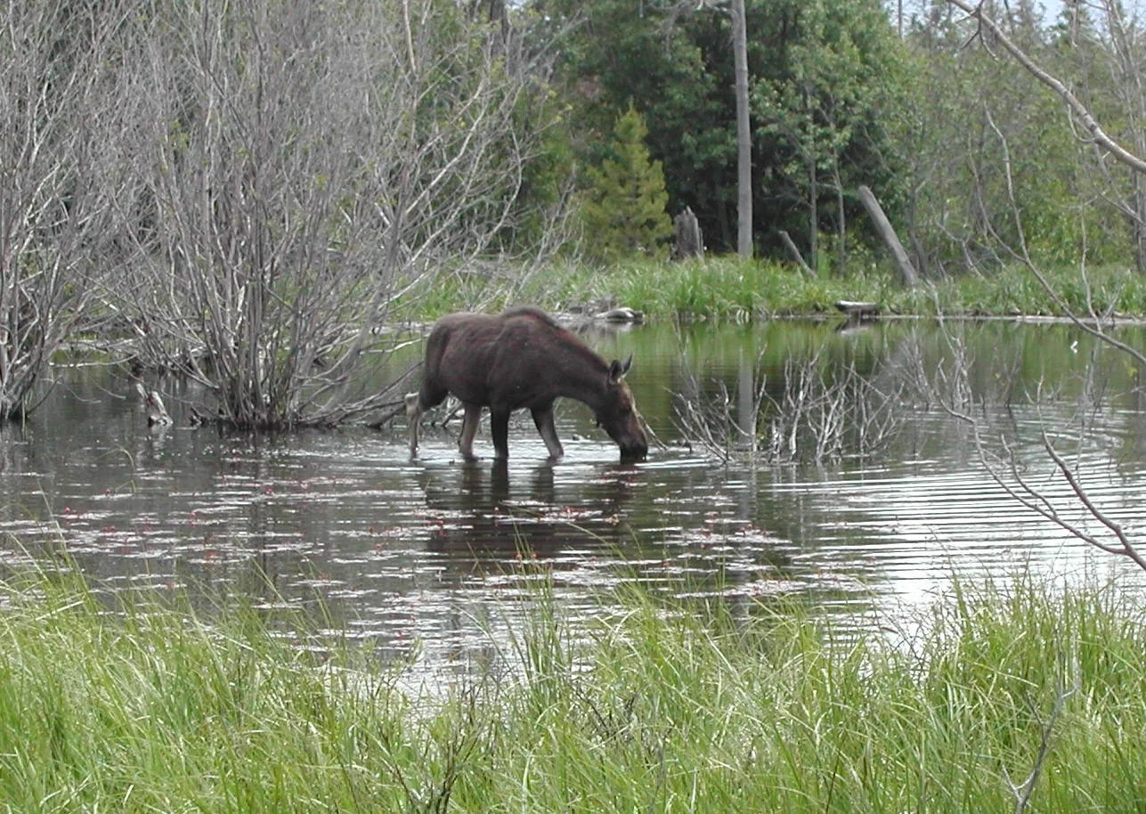 0604 Moose 2.jpg