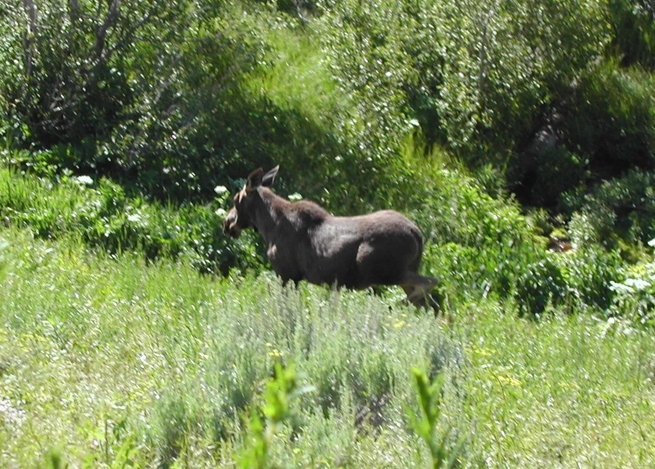 0604 Moose 3.jpg
