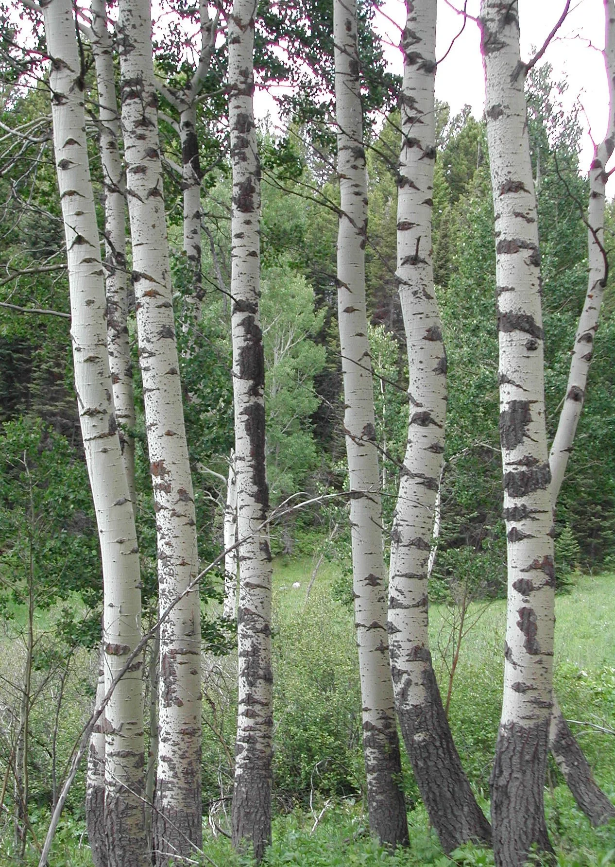 0604 Teton Aspens.jpg