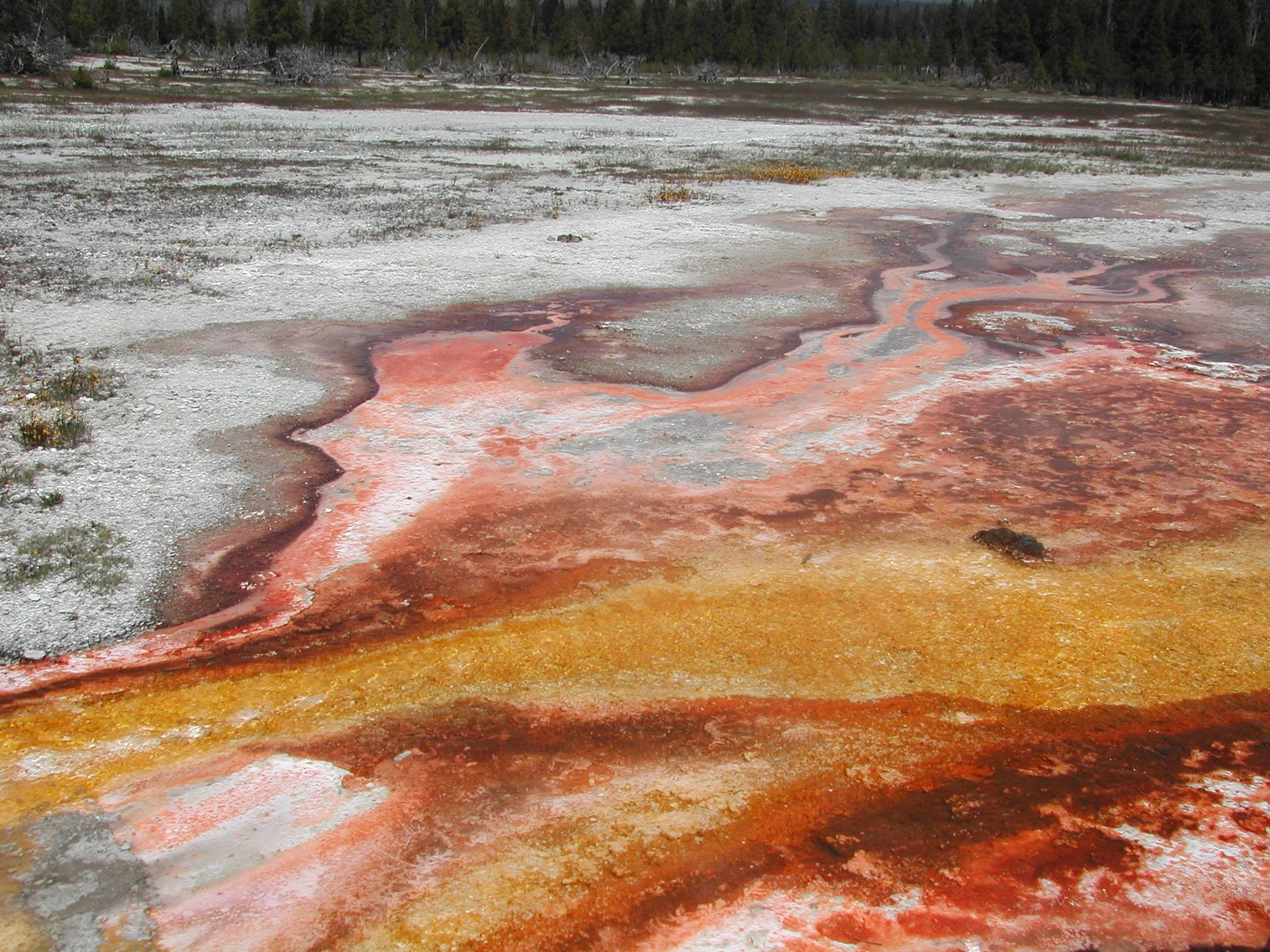0604 Yellowstone Biscuit Basin 1.jpg