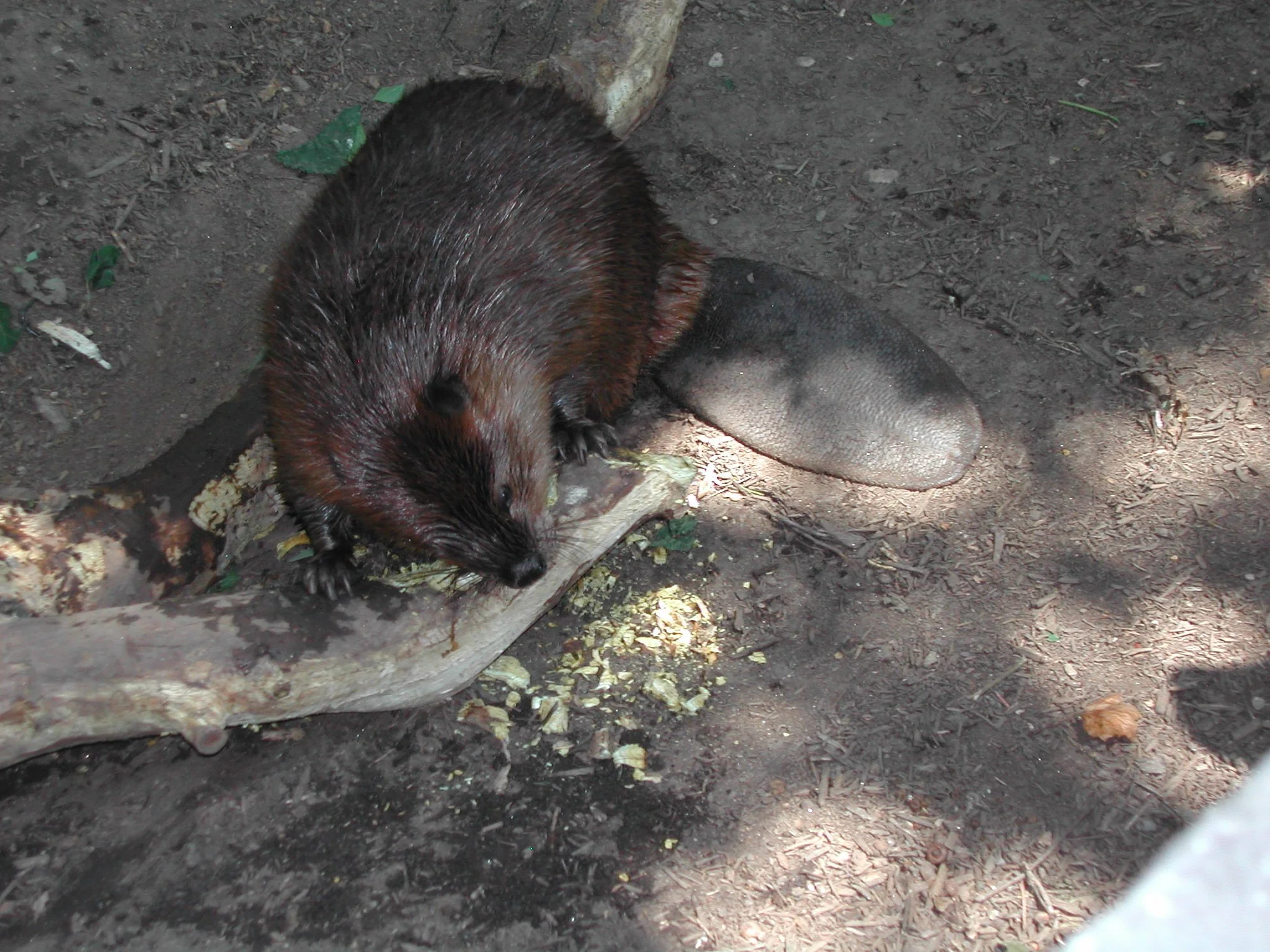 0805 Zoo Beaver.jpg