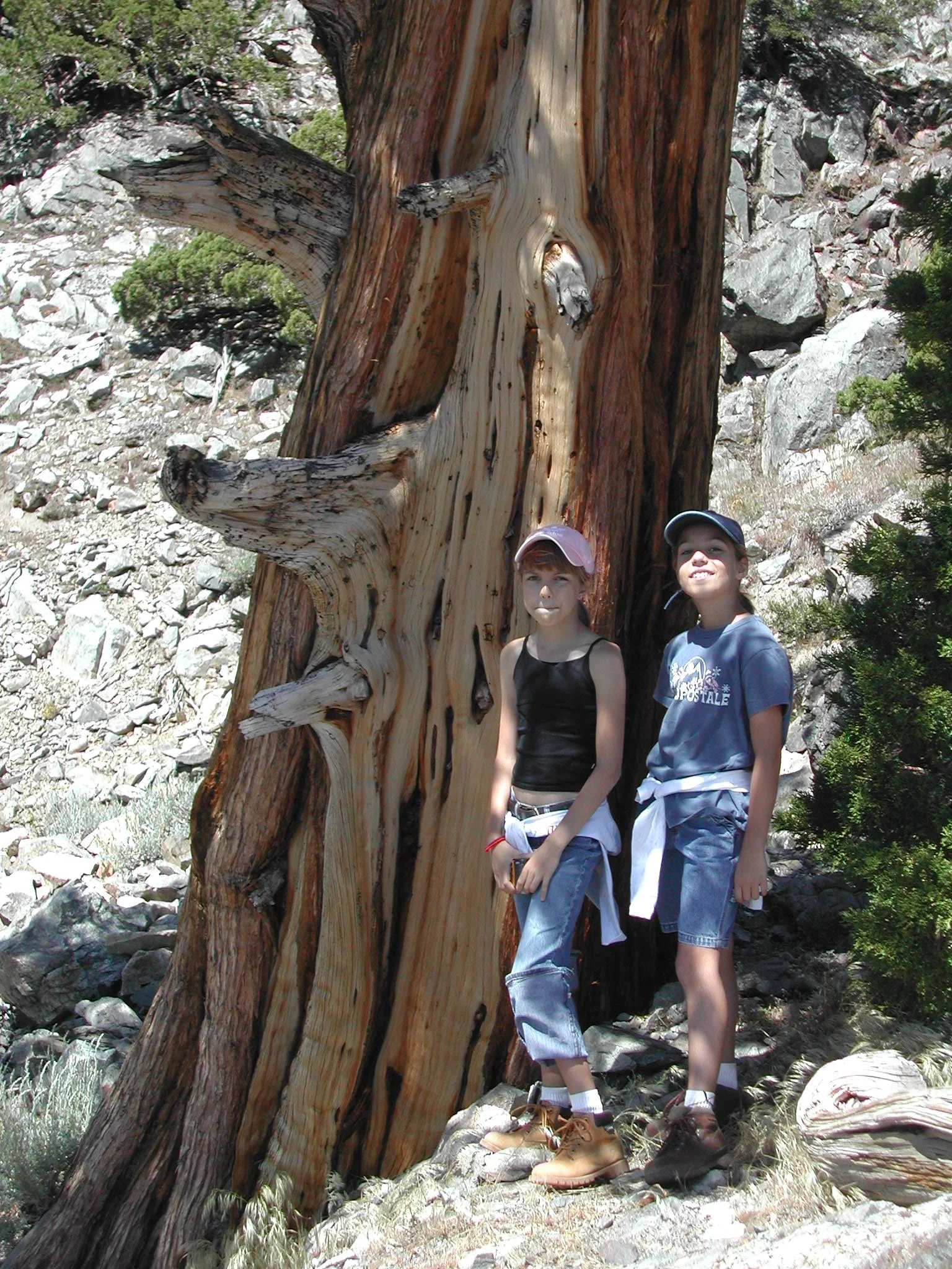 0605-11 Lodgepole Pine.jpg