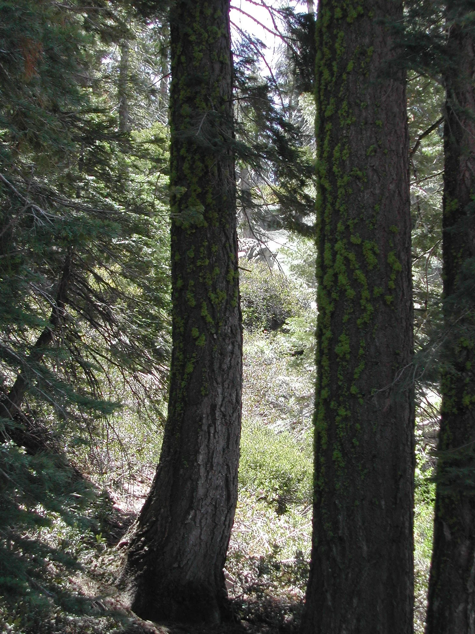 0605-26 Tioga Pines.jpg