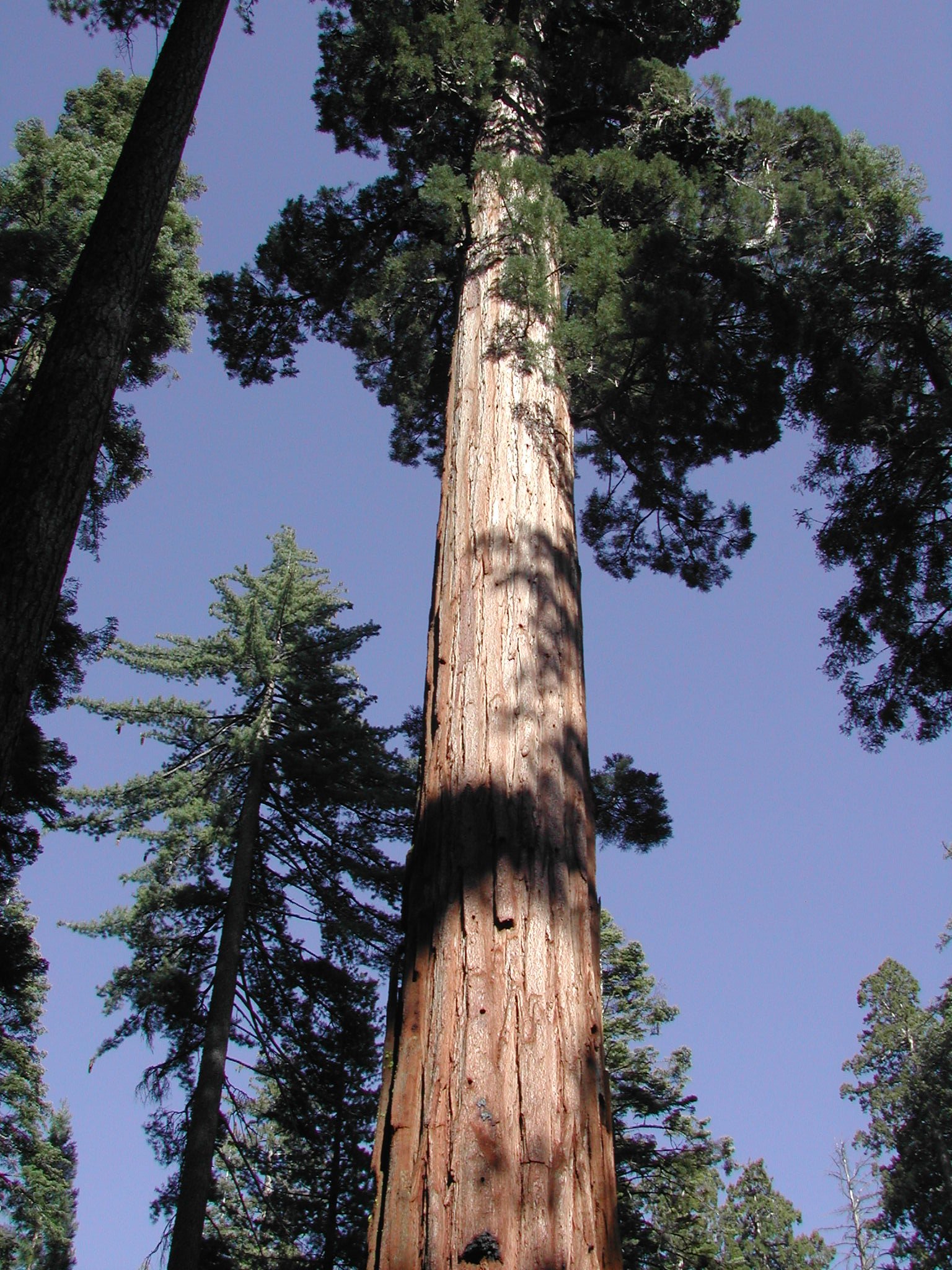 0605-32 Mariposa Sequoia.jpg