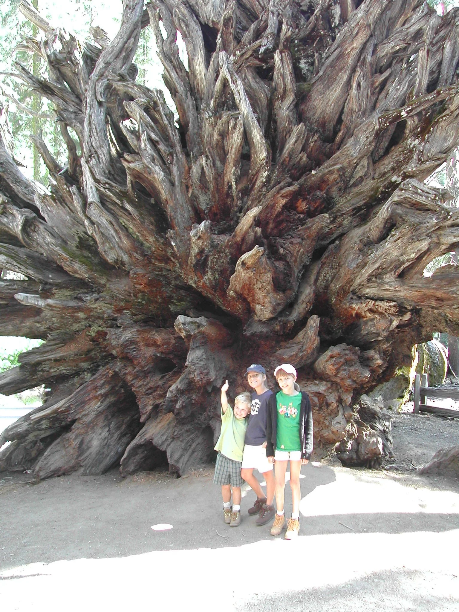 0605-33 Mariposa Grove 2.jpg