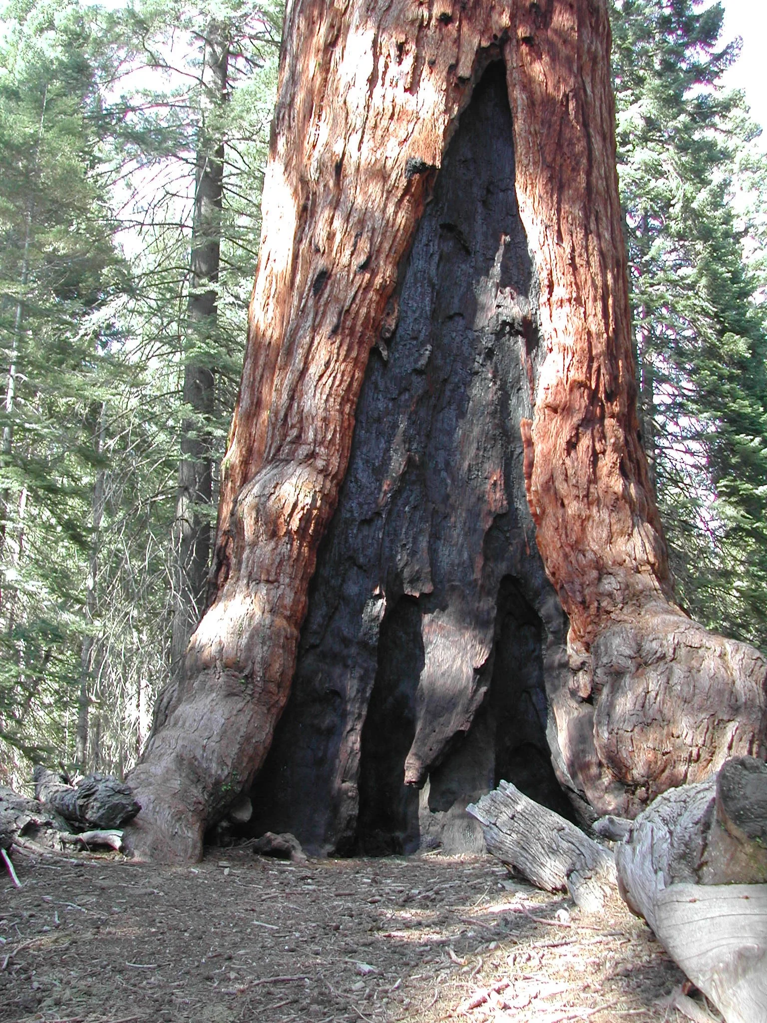 0605-36 Grisley Giant 3.jpg