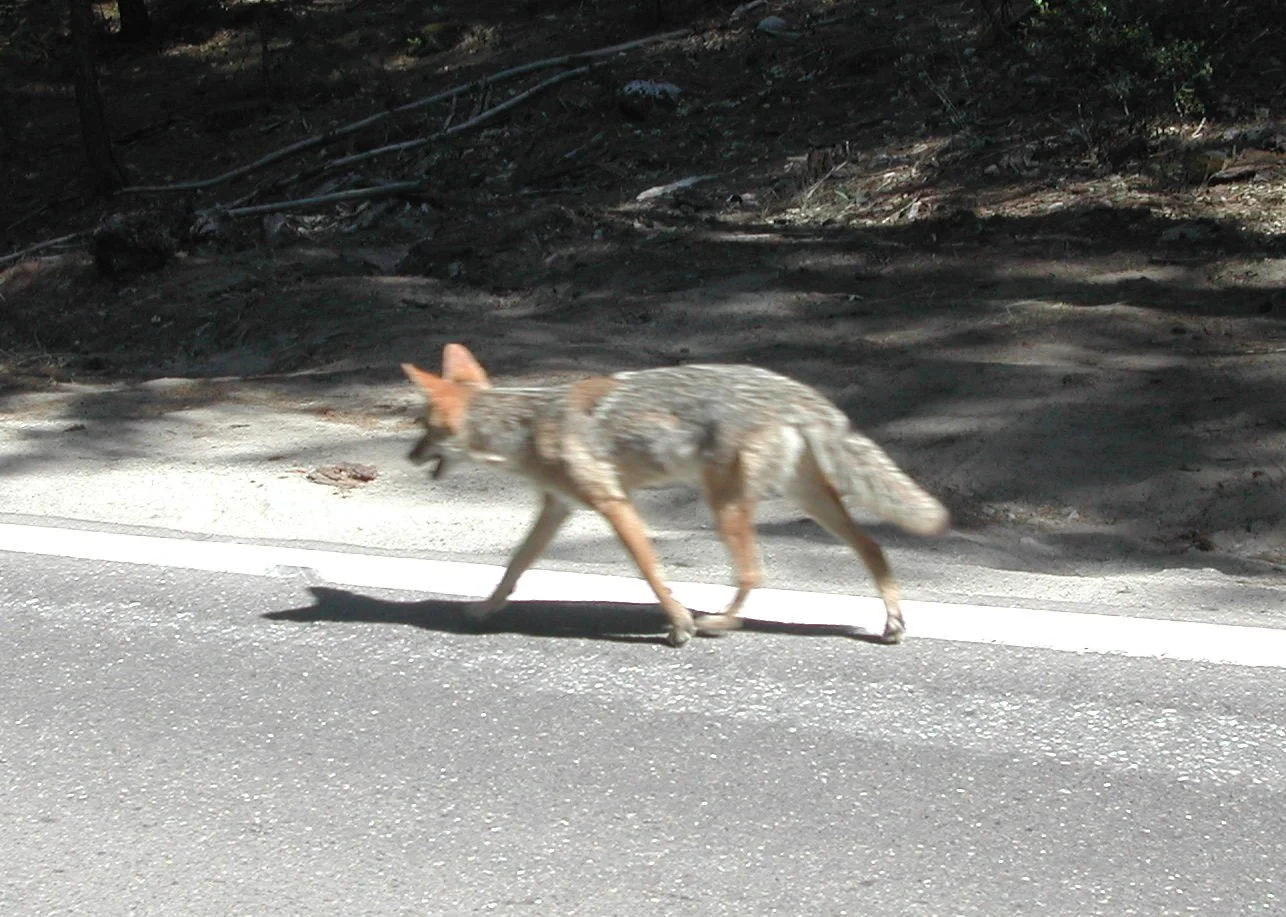 0605-52 Coyote in Yosemite.jpg