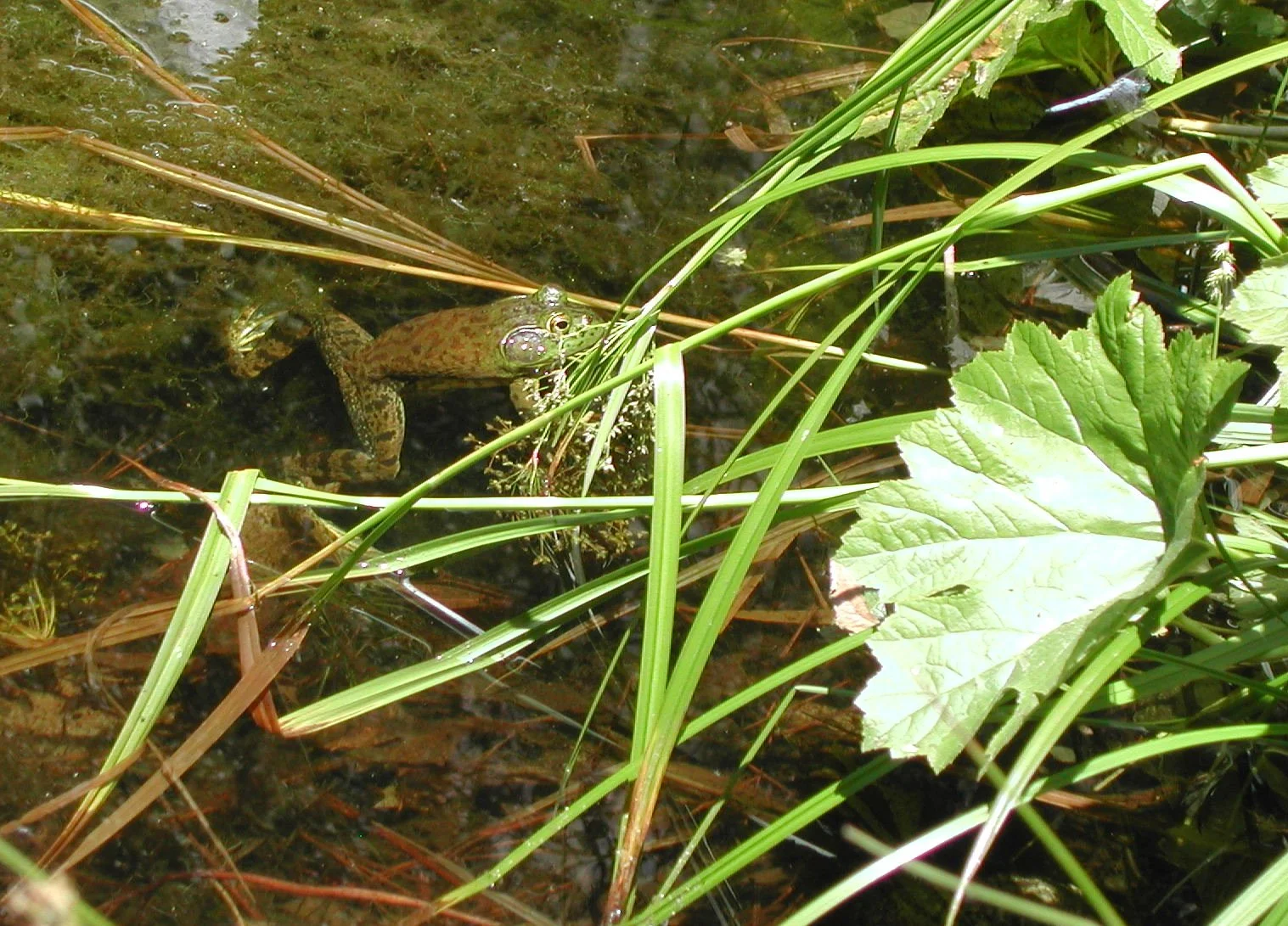 0605-56 Bull Frog.jpg