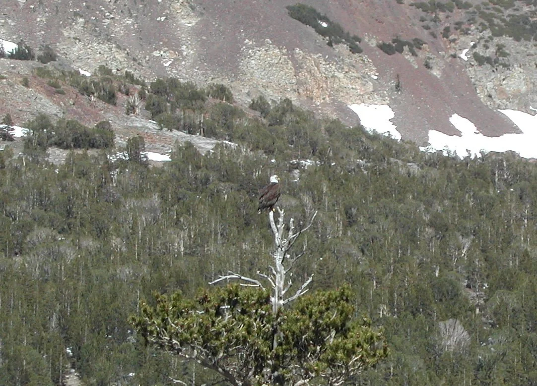 0605-57 Bald Eagle on Tioga.jpg