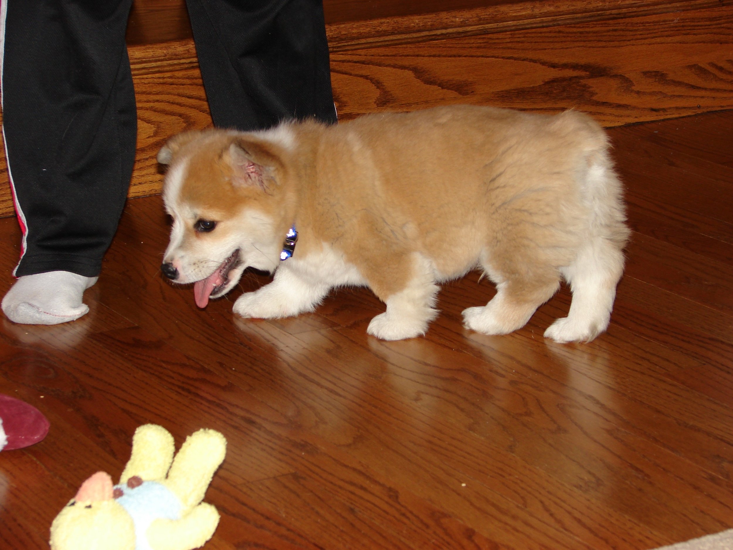 0207 Puppy 5LR.jpg