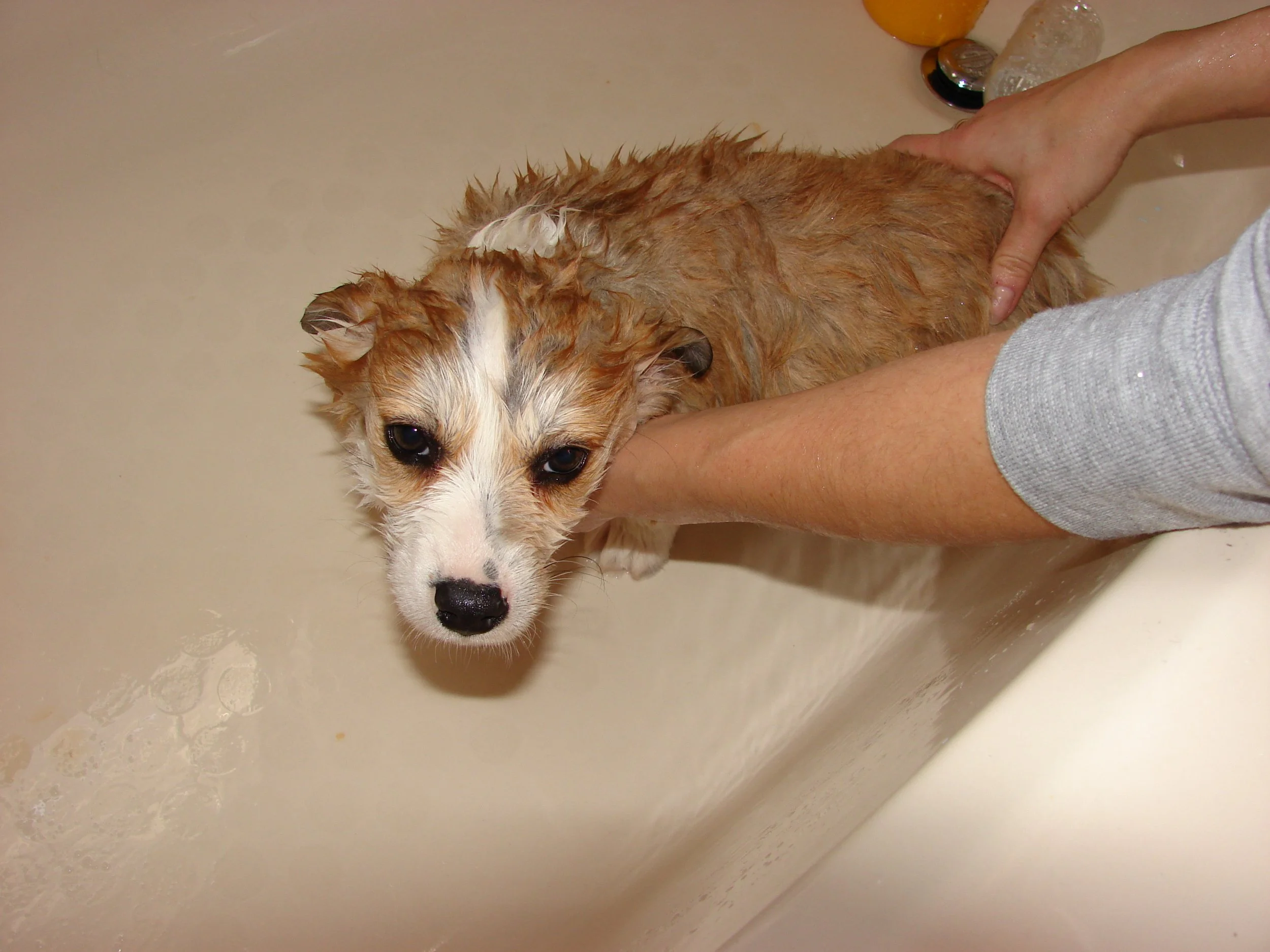 0207 Reggie 3 Wet.jpg